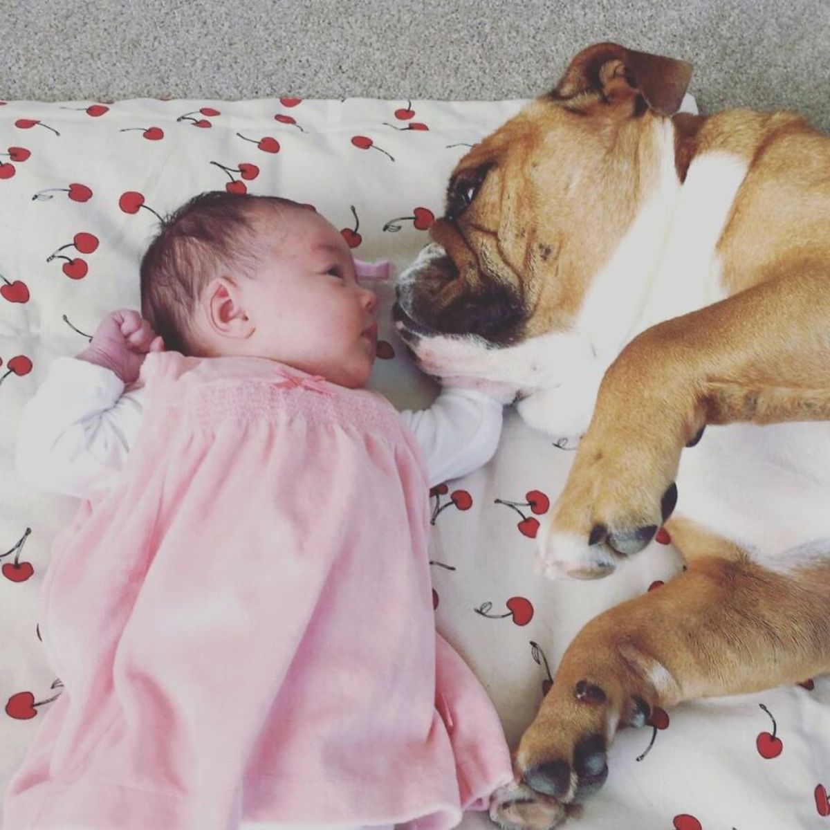 brown and white bulldog laying next to a baby in pink