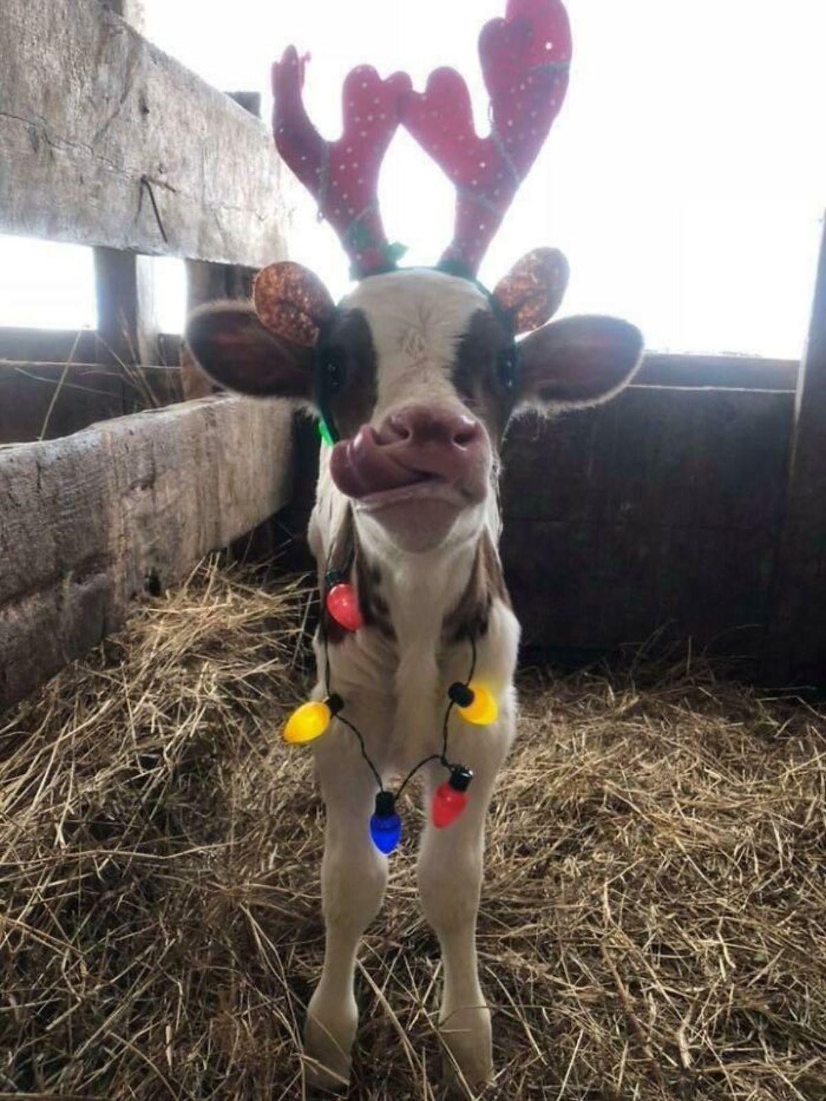 brown and white calf standing in hay wearing reindeer antlers and brown shiny ears and red blue and yellow christmas lights around the neck