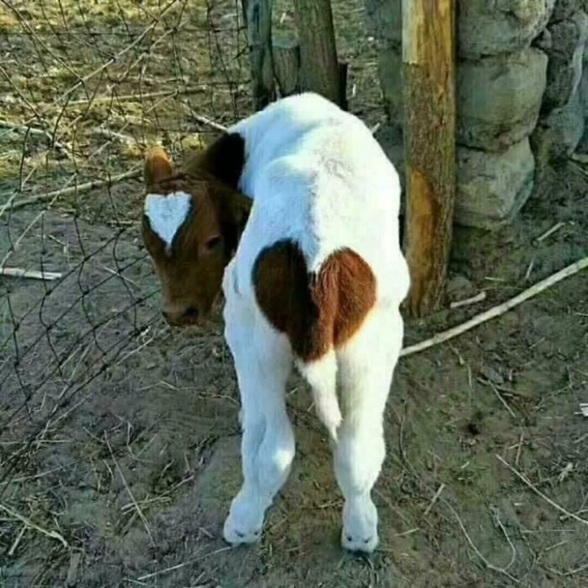brown and white calf with a white heart mark on the head and a brown heart mark on the butt