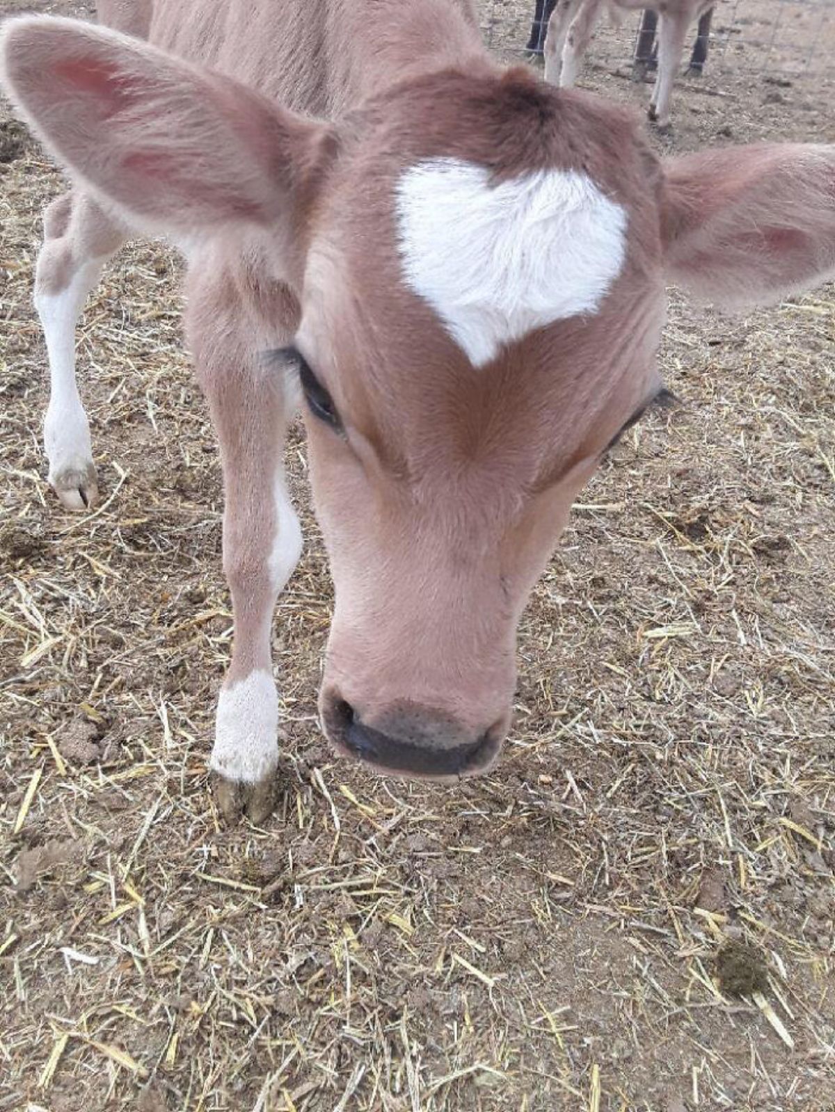 brown and white calf with a white heart mark on the head