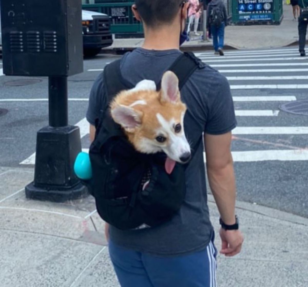 brown and white corgi in a black backpack with its head sticking out with the backpack worn by someone