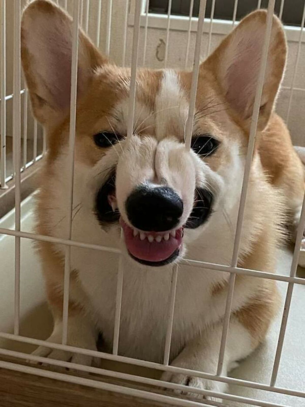 brown and white corgi in a kennel smushing the snout through two bars