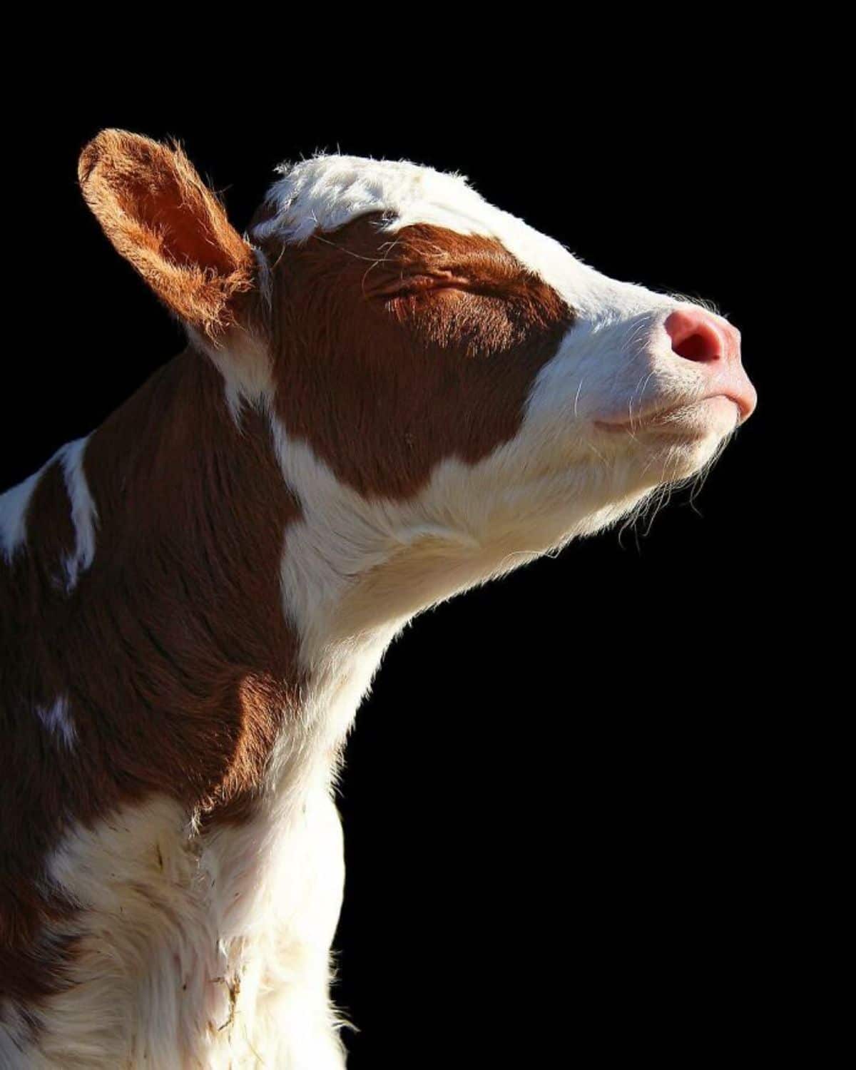 brown and white cow closing eyes