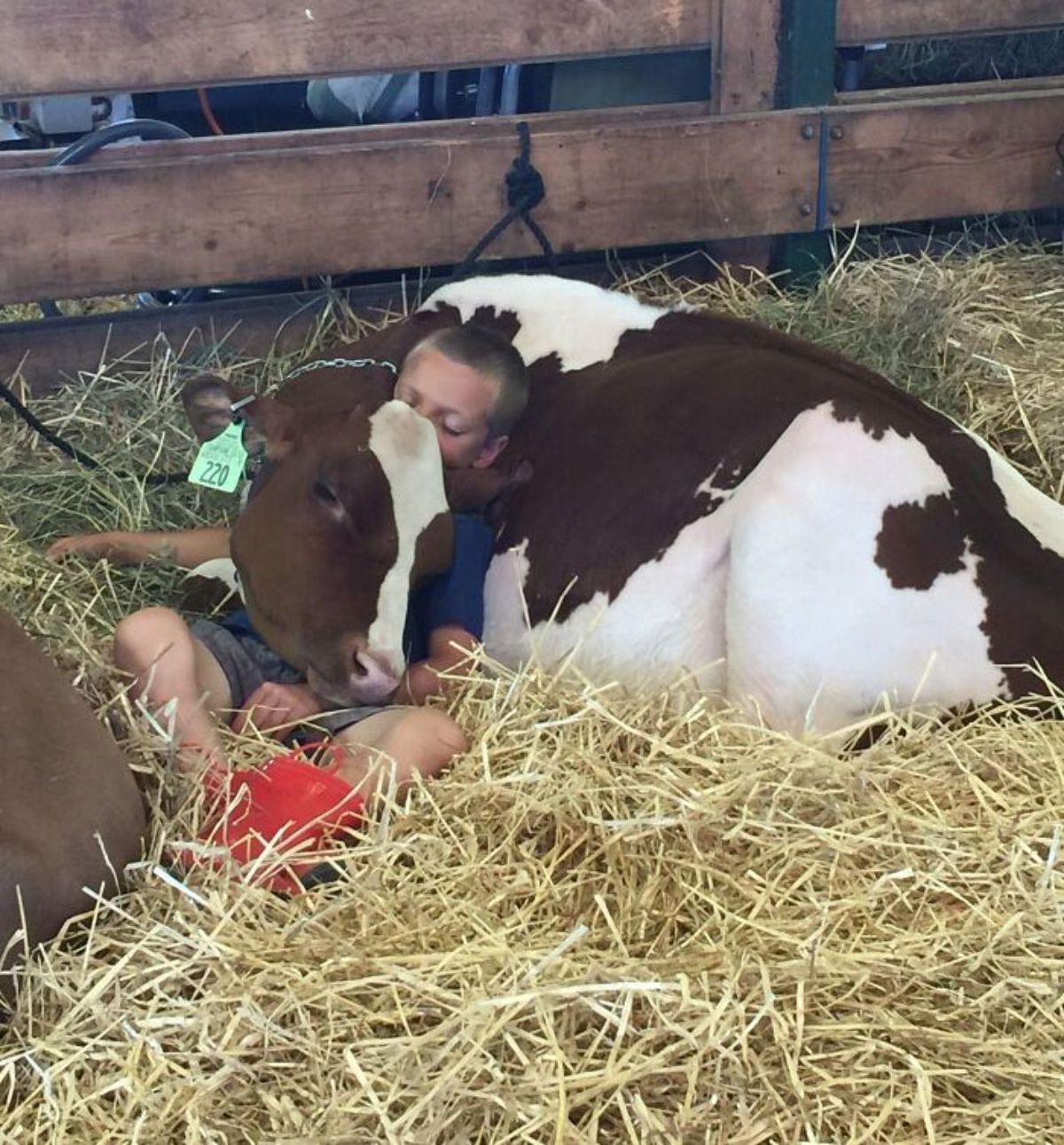 brown and white cow laying on hay cuddling with a little boy