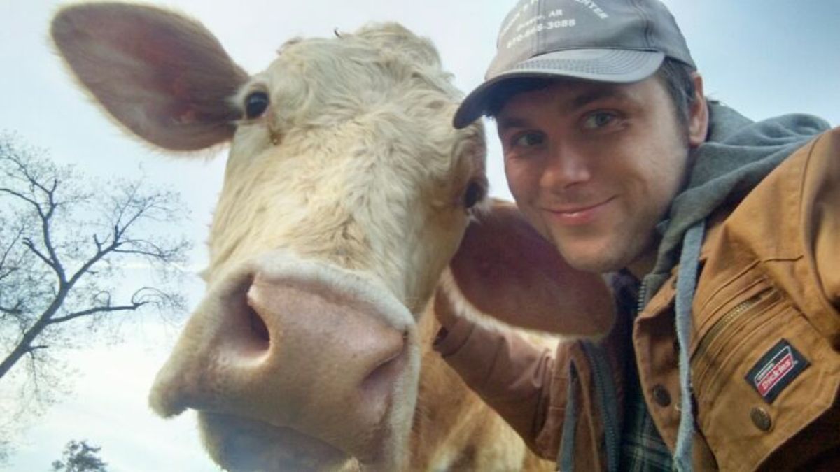 brown and white cow posing with a man