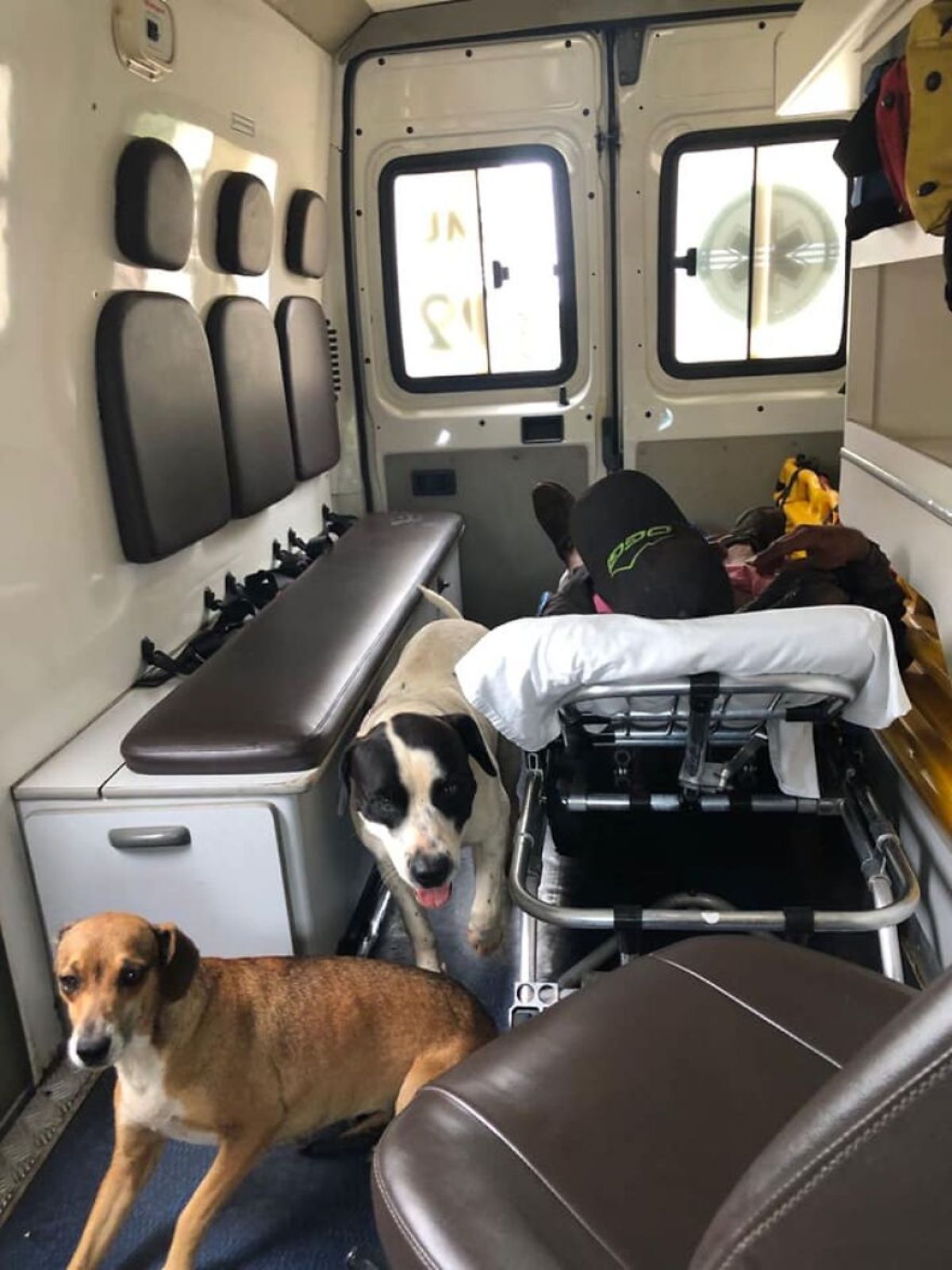 brown and white dog and black and white dog in an ambulance with a man on a stretcher 1