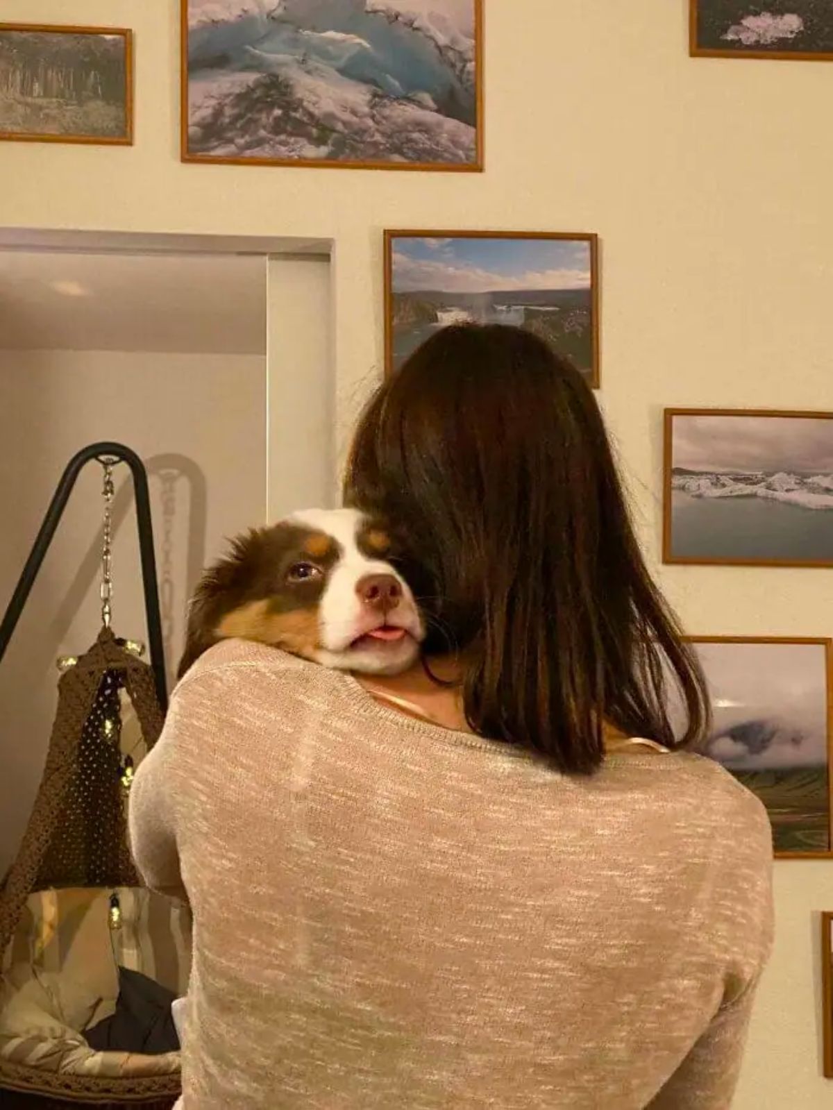 brown and white dog getting hugged by a woman