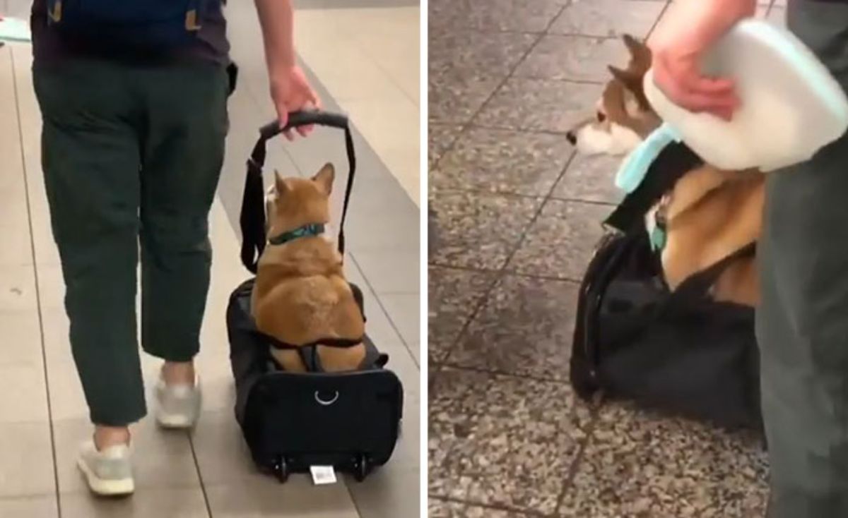 brown and white dog in a black wheely bag being pulled by someone wearing green