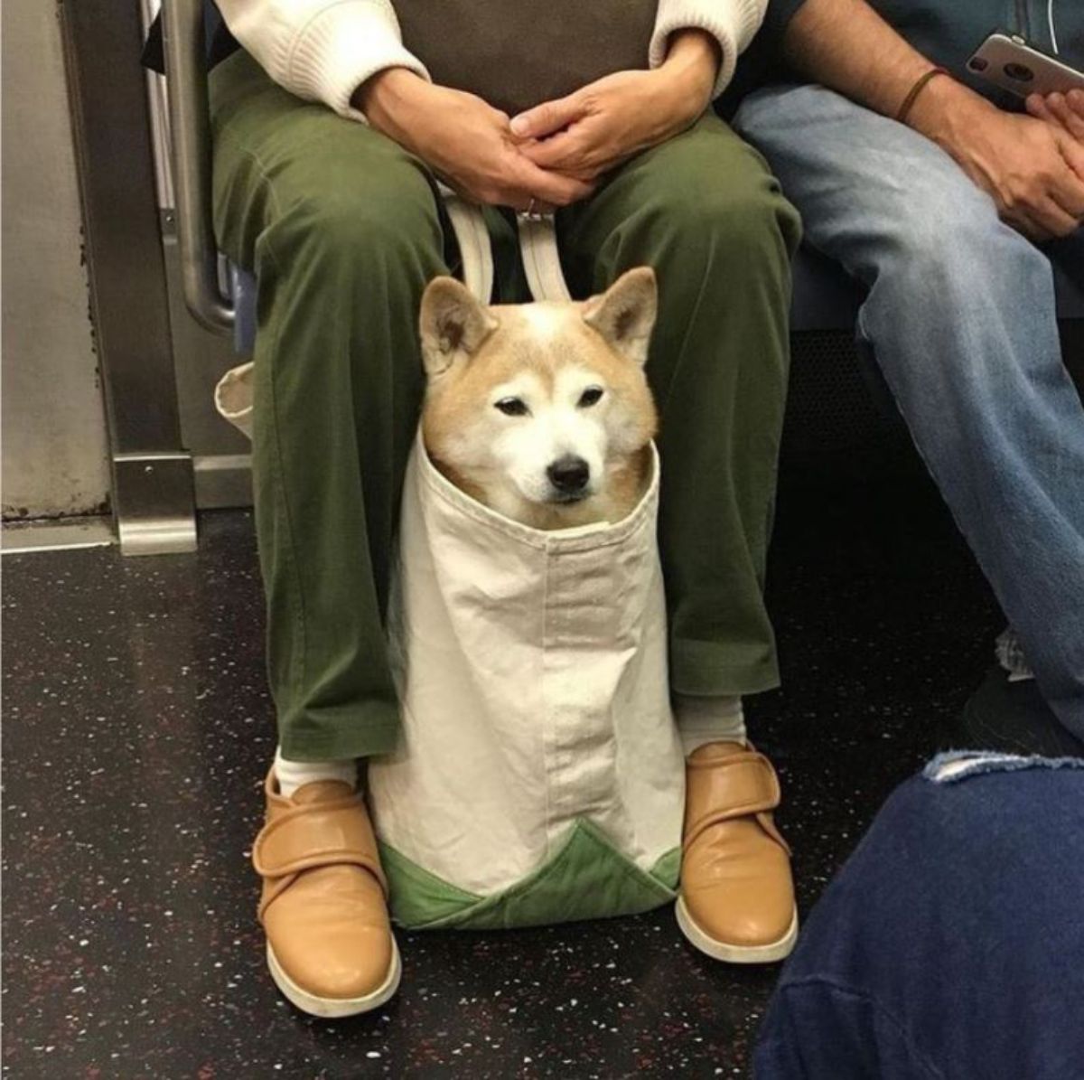 brown and white dog in a white and green cloth bag with the head sticking out on the floor between someone's legs