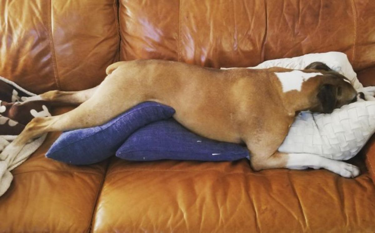 brown and white dog laying across blue cushions and white pillow on a brown leather couch