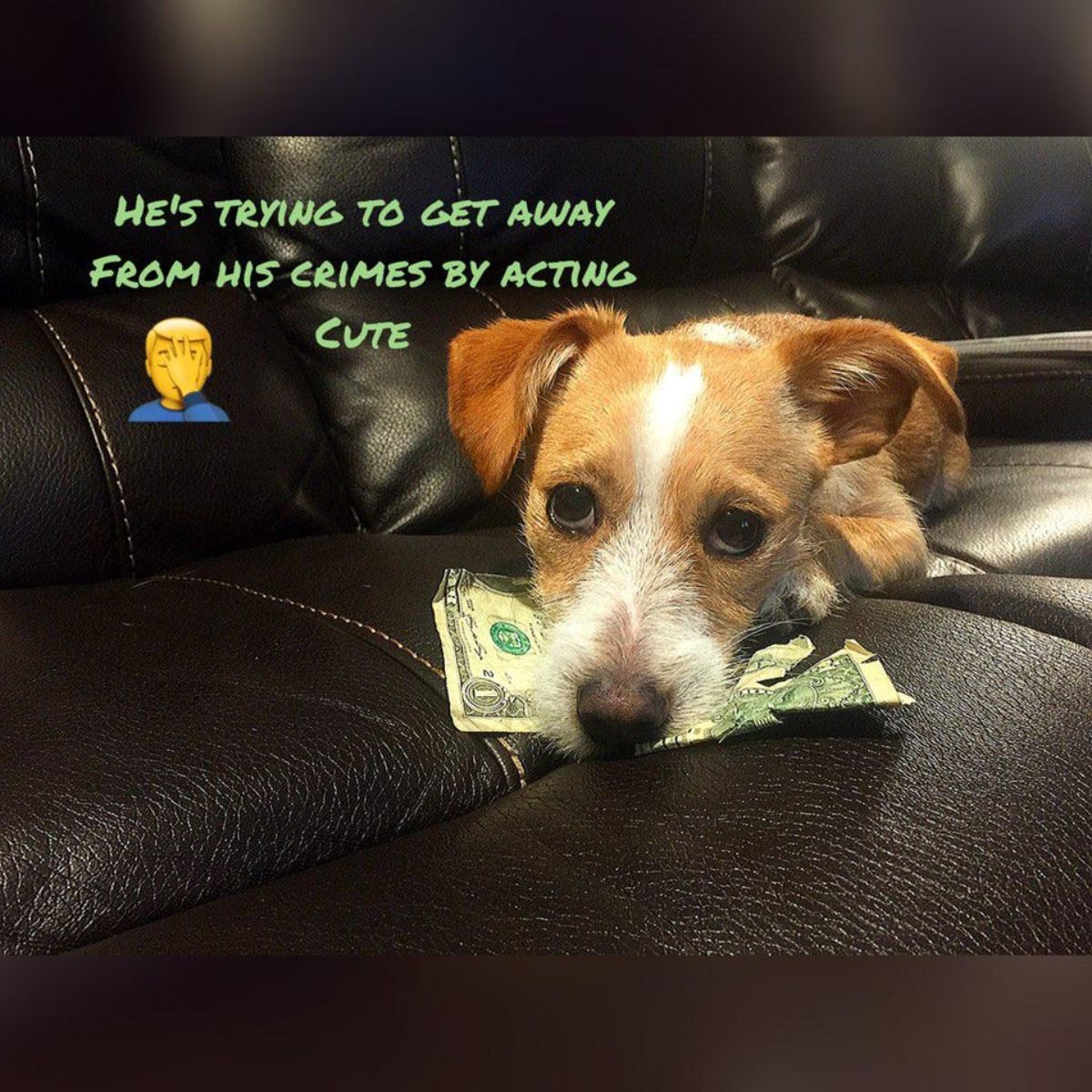 brown and white dog laying on a brown couch with a ripped dollar note under the chin