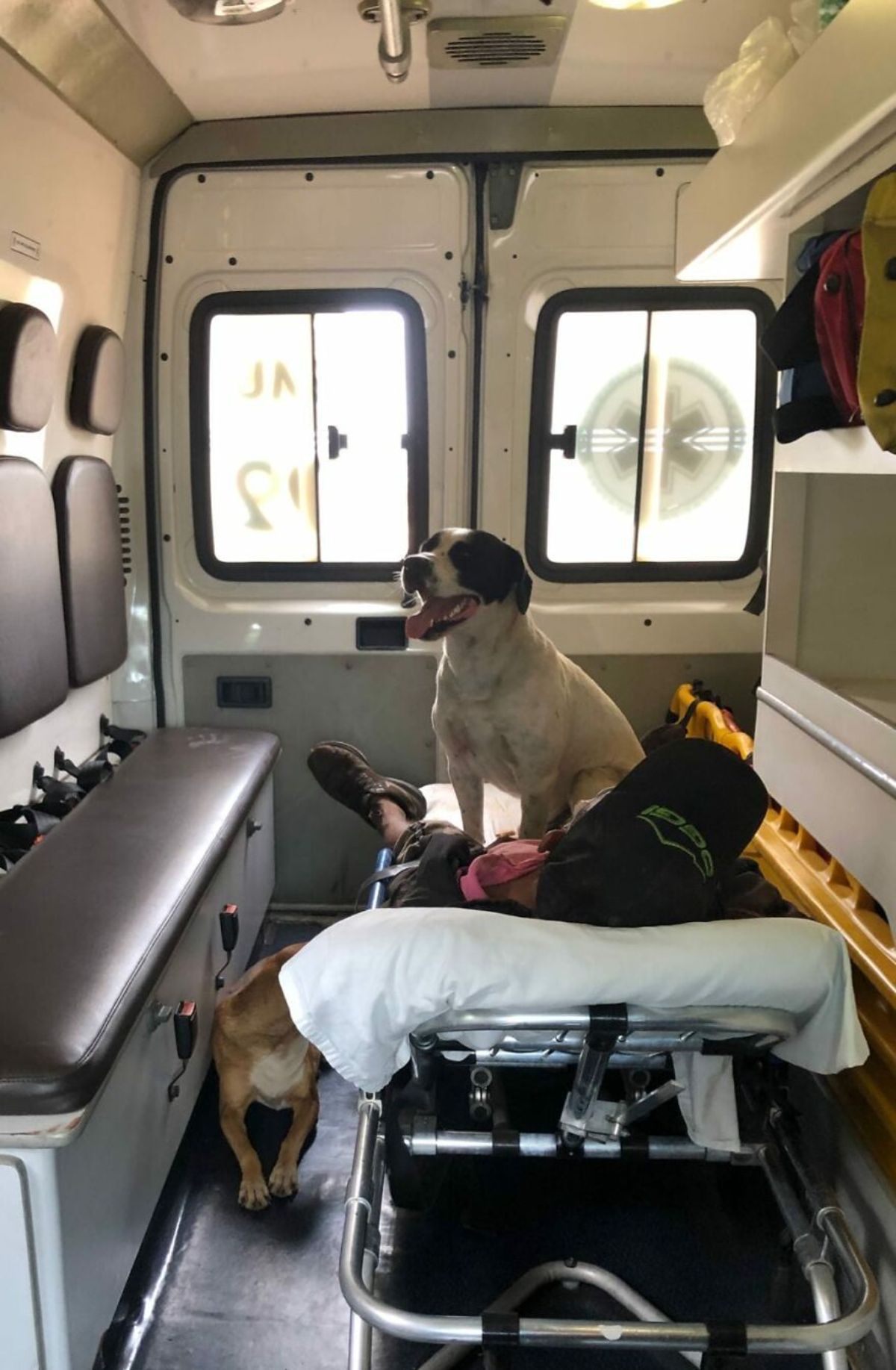 brown and white dog laying on the floor of an ambulance while a black and white dog sits on the stretcher with the man laying on the stretcher
