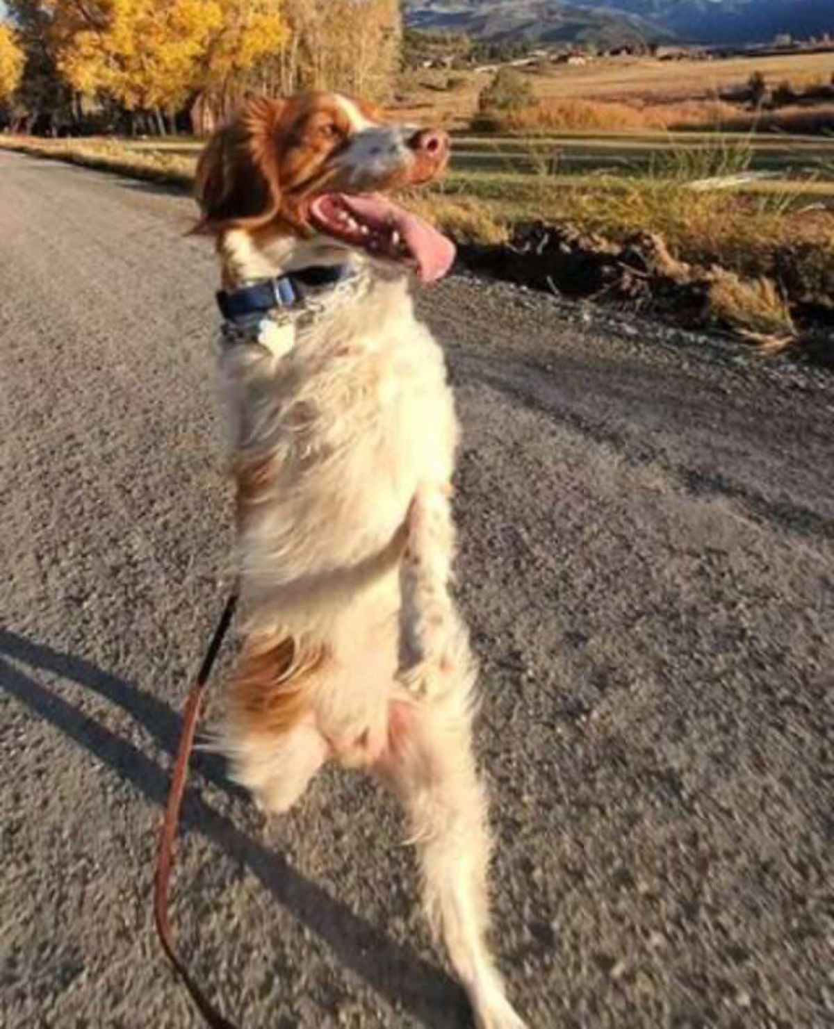brown and white dog on a leash standing on hind legs on a road 1