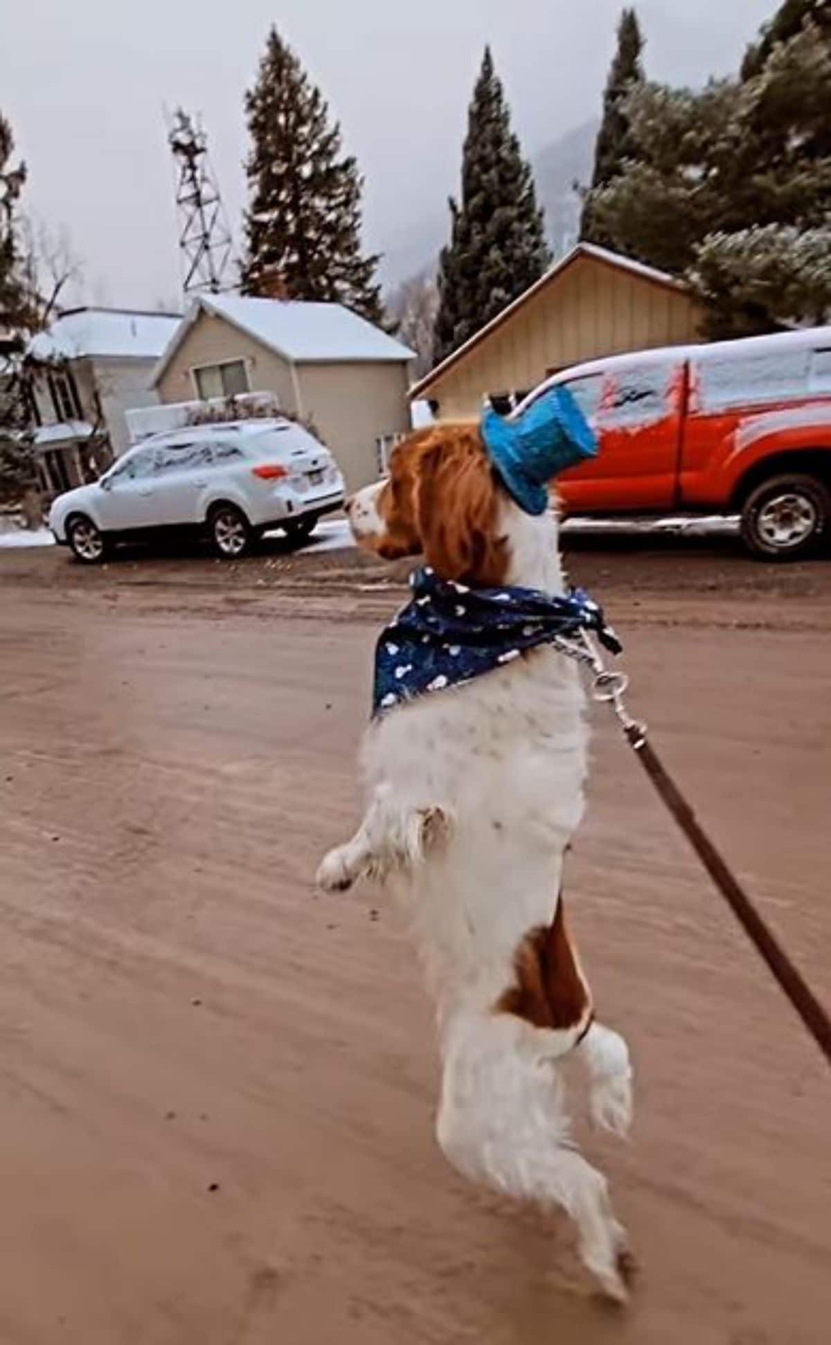 brown and white dog on a leash walking on hind legs wearing a blue hat