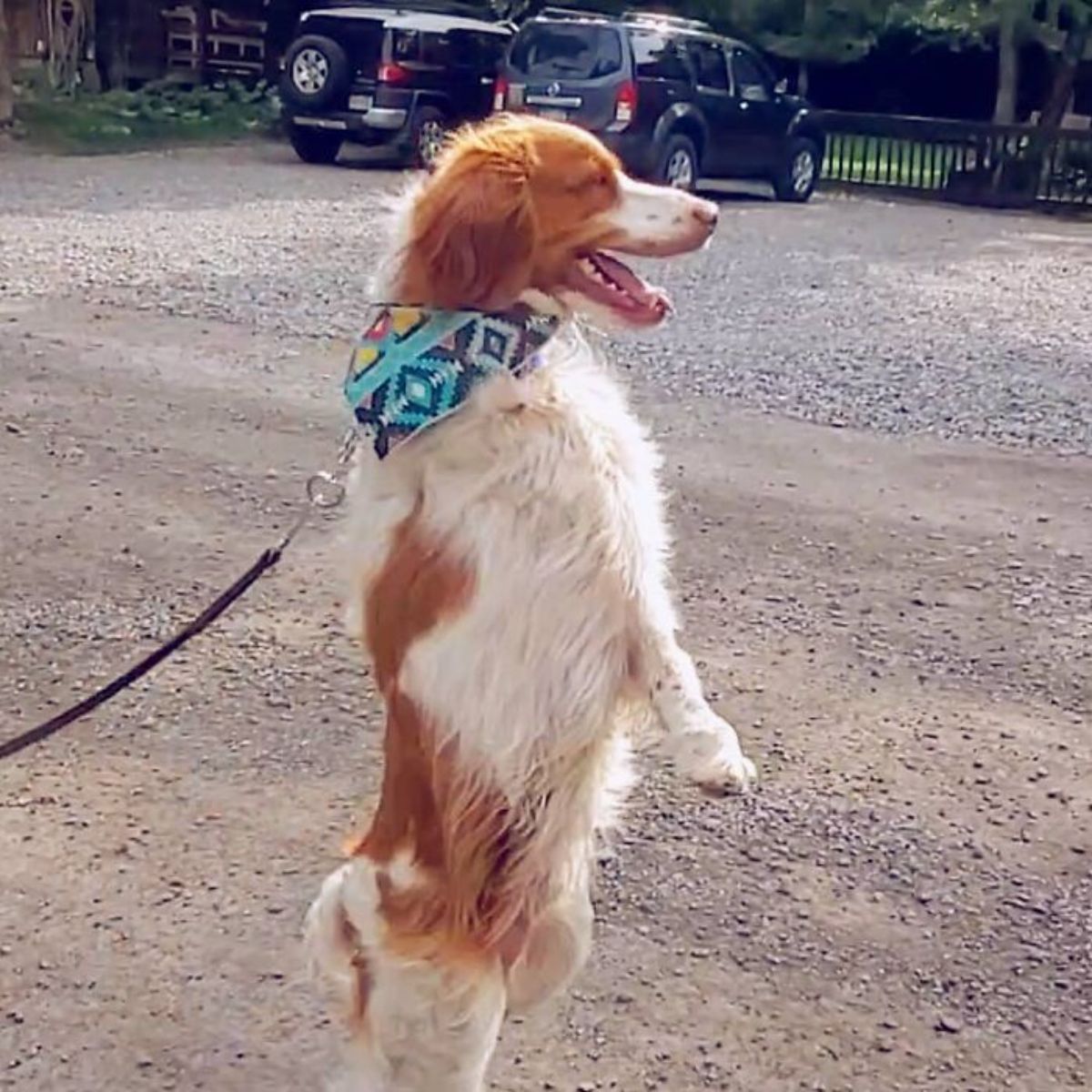 brown and white dog on a leash wearing a patterned bandana standing on hind legs on a road