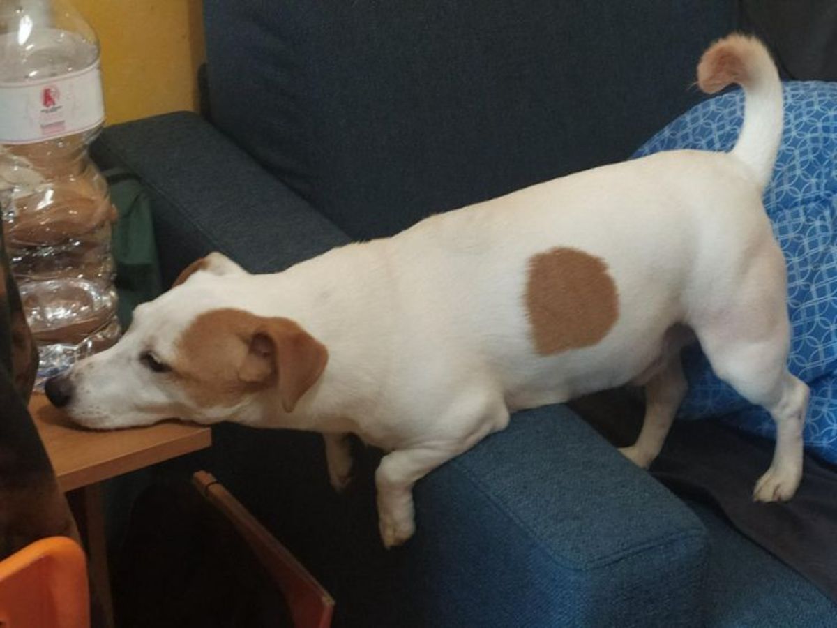 brown and white dog resting the chin on a wooden table and the front legs on the top of a couch and the back legs on the cushions