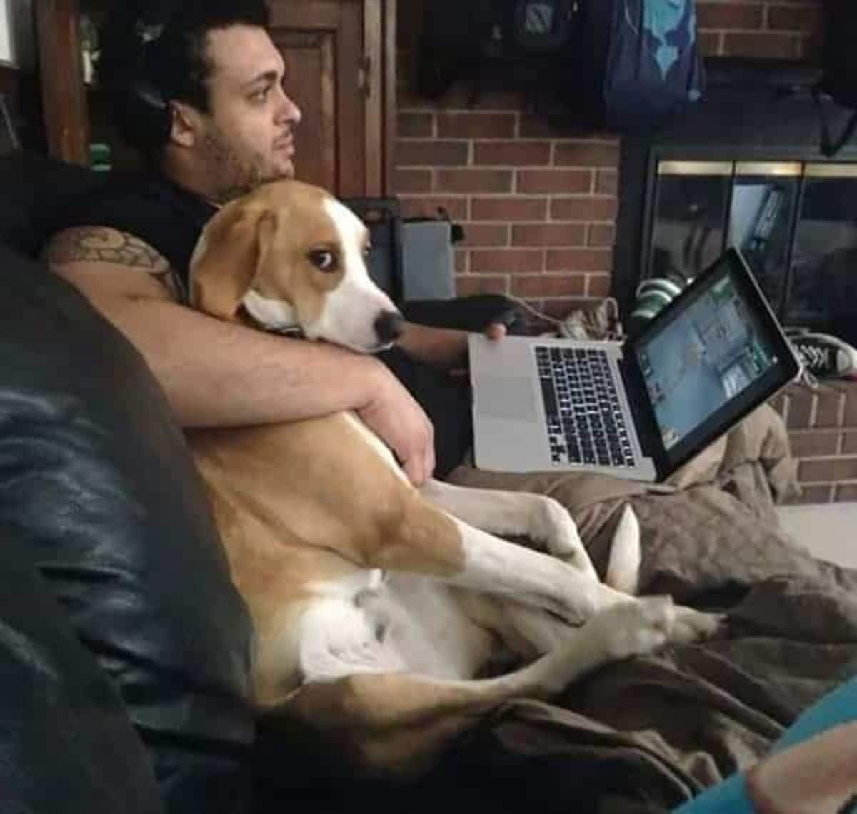 brown and white dog sitting upright on a black couch being held by a man holding a grey and black laptop on his lap