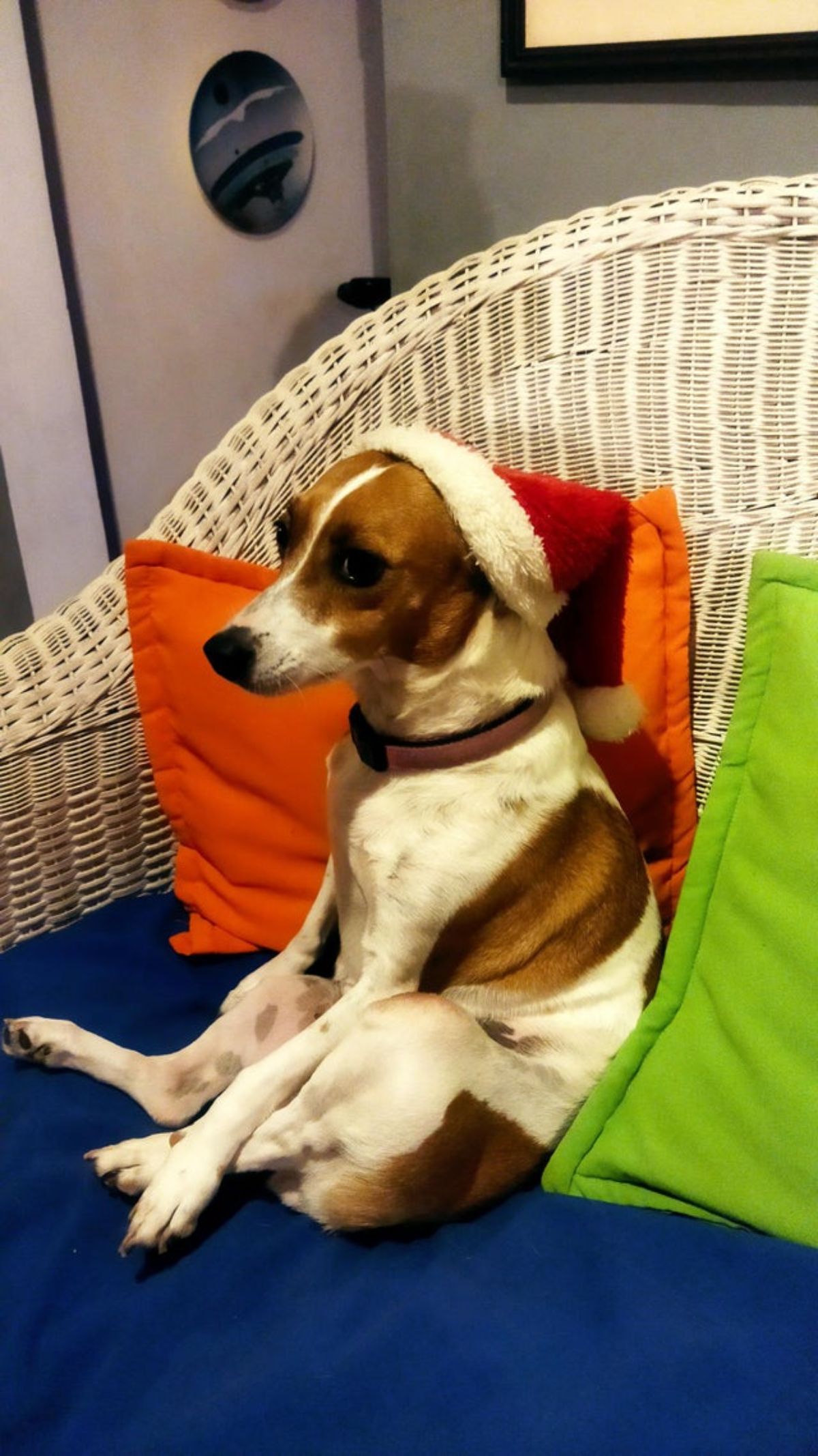 brown and white dog sitting upright wearing a red and white santa hat on a blue sofa cushon with 2 orange and green cushions behind it