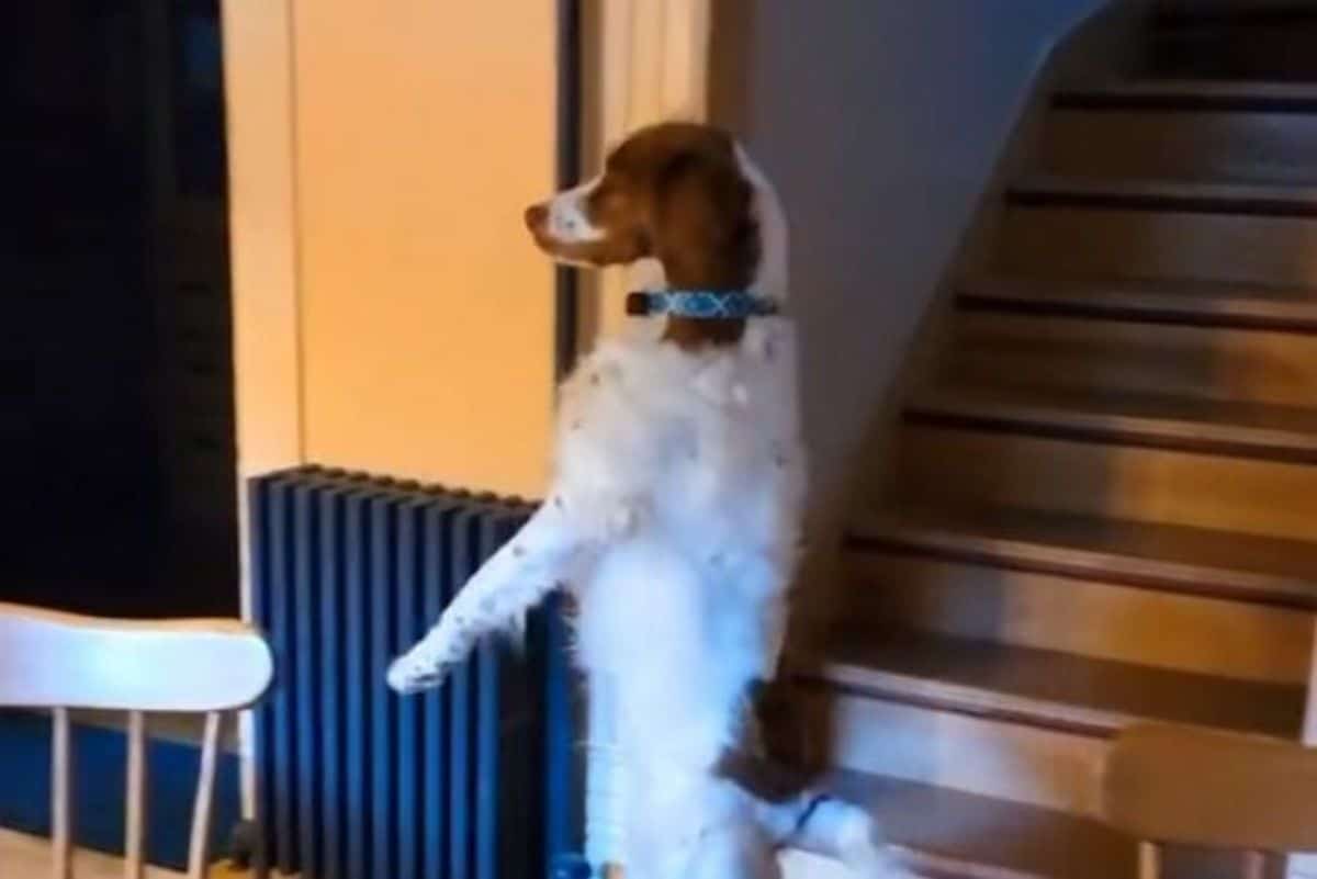 brown and white dog standing on hind legs inside a house