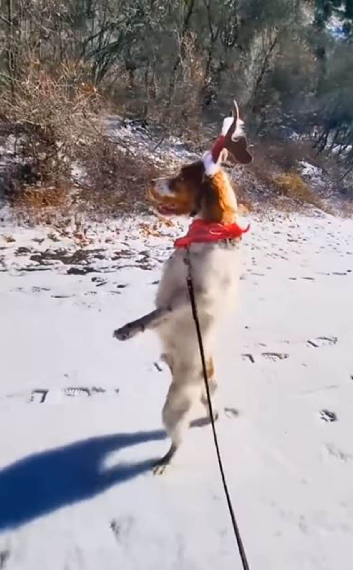 brown and white dog standing on hind legs on snow wearing a red bandan and being on a leash