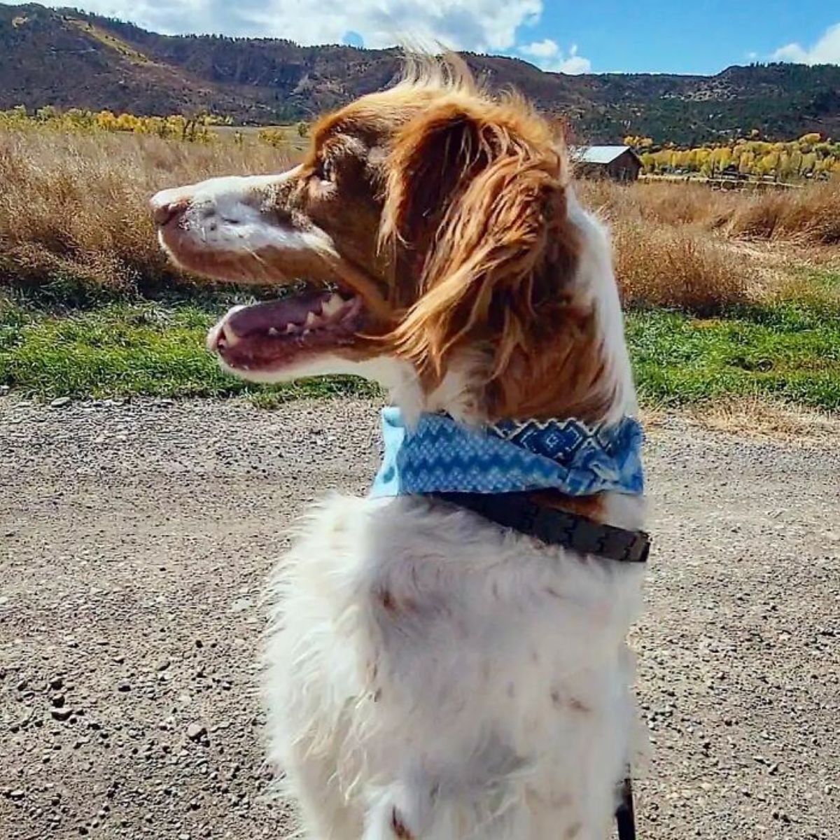 brown and white dog wearing a blue bandana standing on hind legs on a road