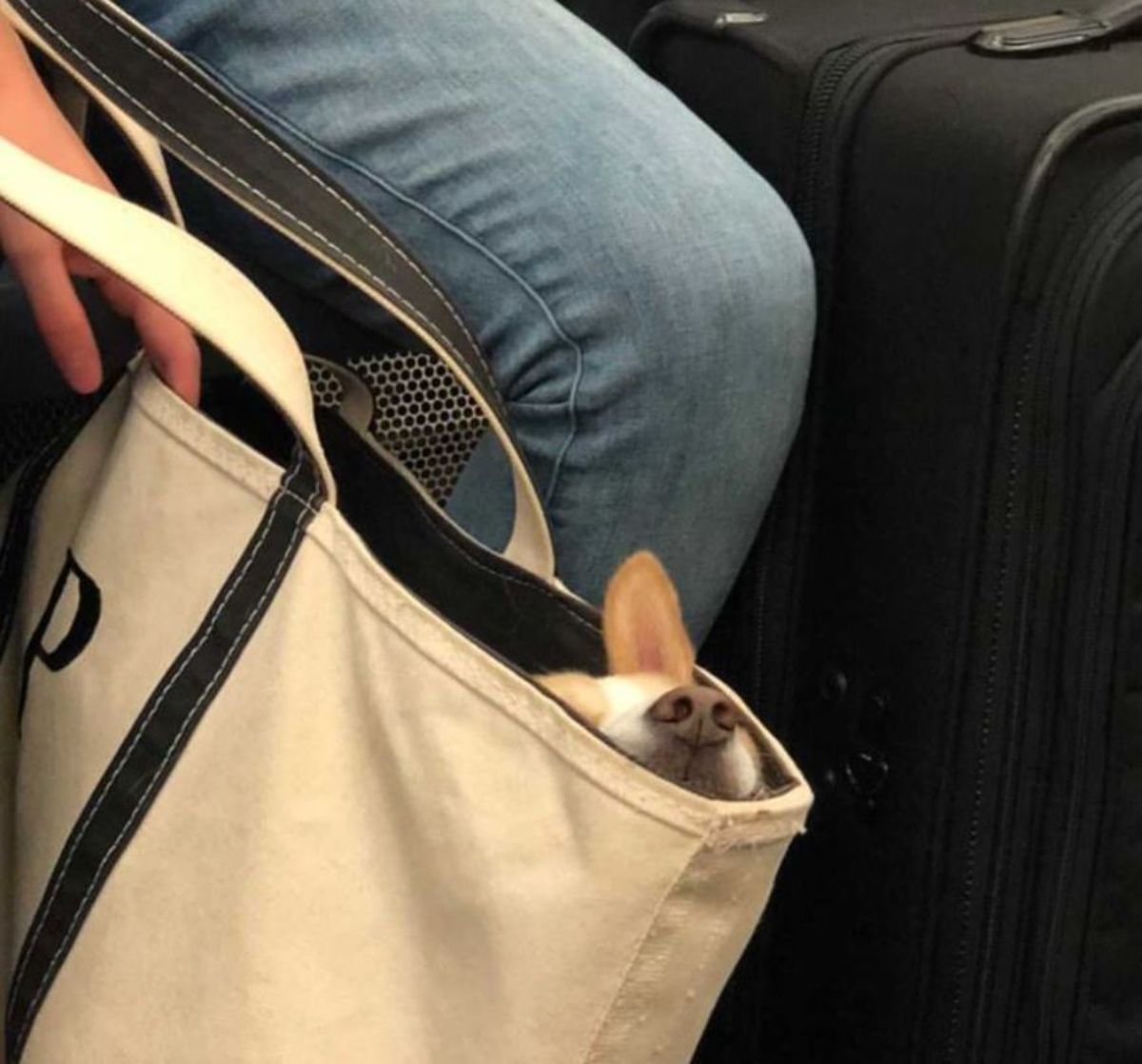 brown and white dog's nose is sticking out of a white and black bag