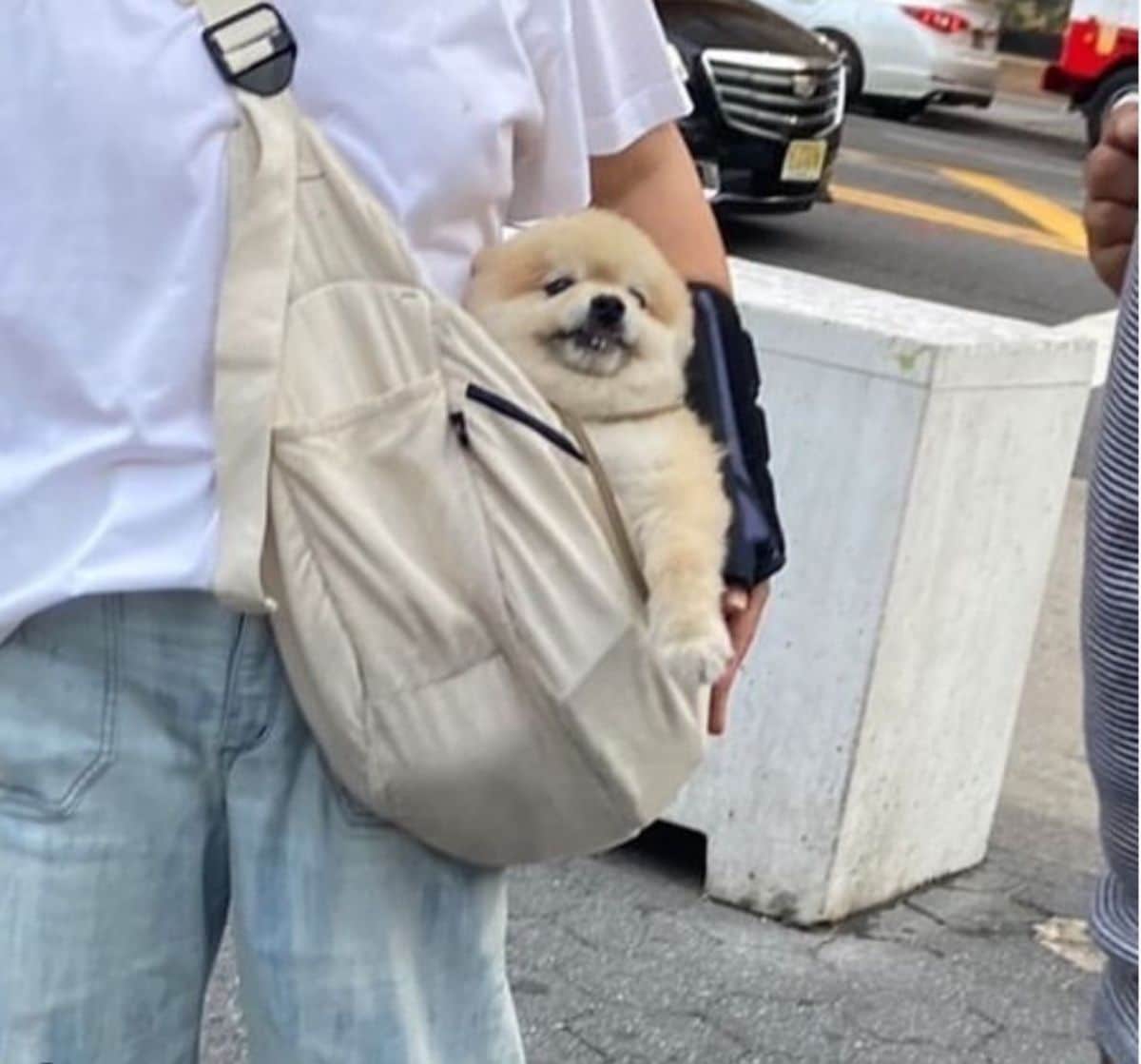 brown and white fluffy brown puppy in a white crossbody bag being worn by someone