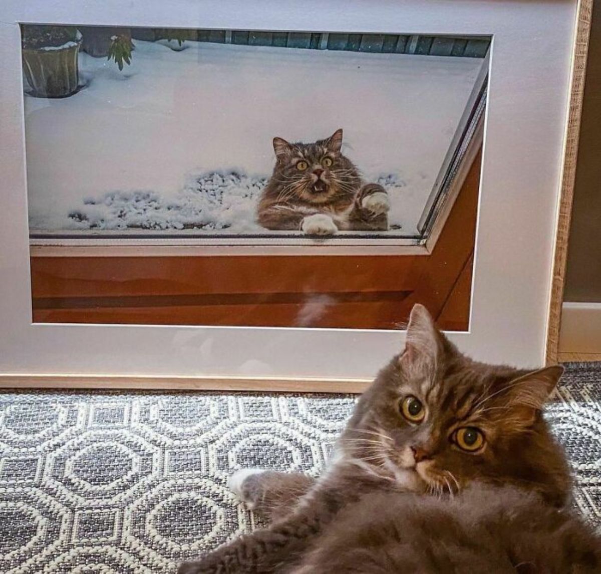 brown and white fluffy cat sitting in front of a framed photo of the same cat surrounded by snow and looking alarmed at a glass door