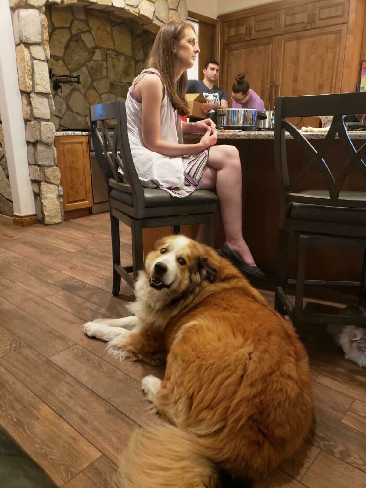 brown and white fluffy dog laying on the floor under a woman sitting on a chair