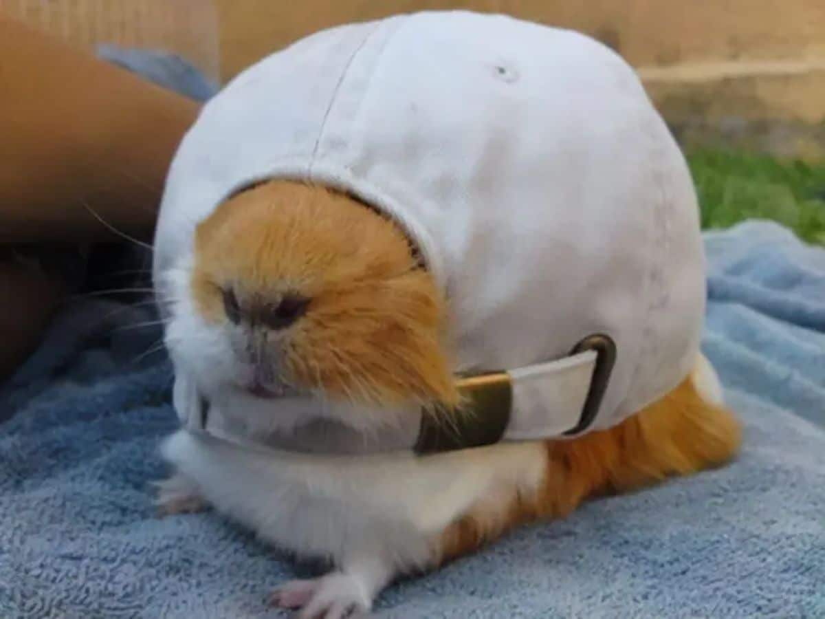 brown and white guinea pig with its face sticking out of the back of a white cap