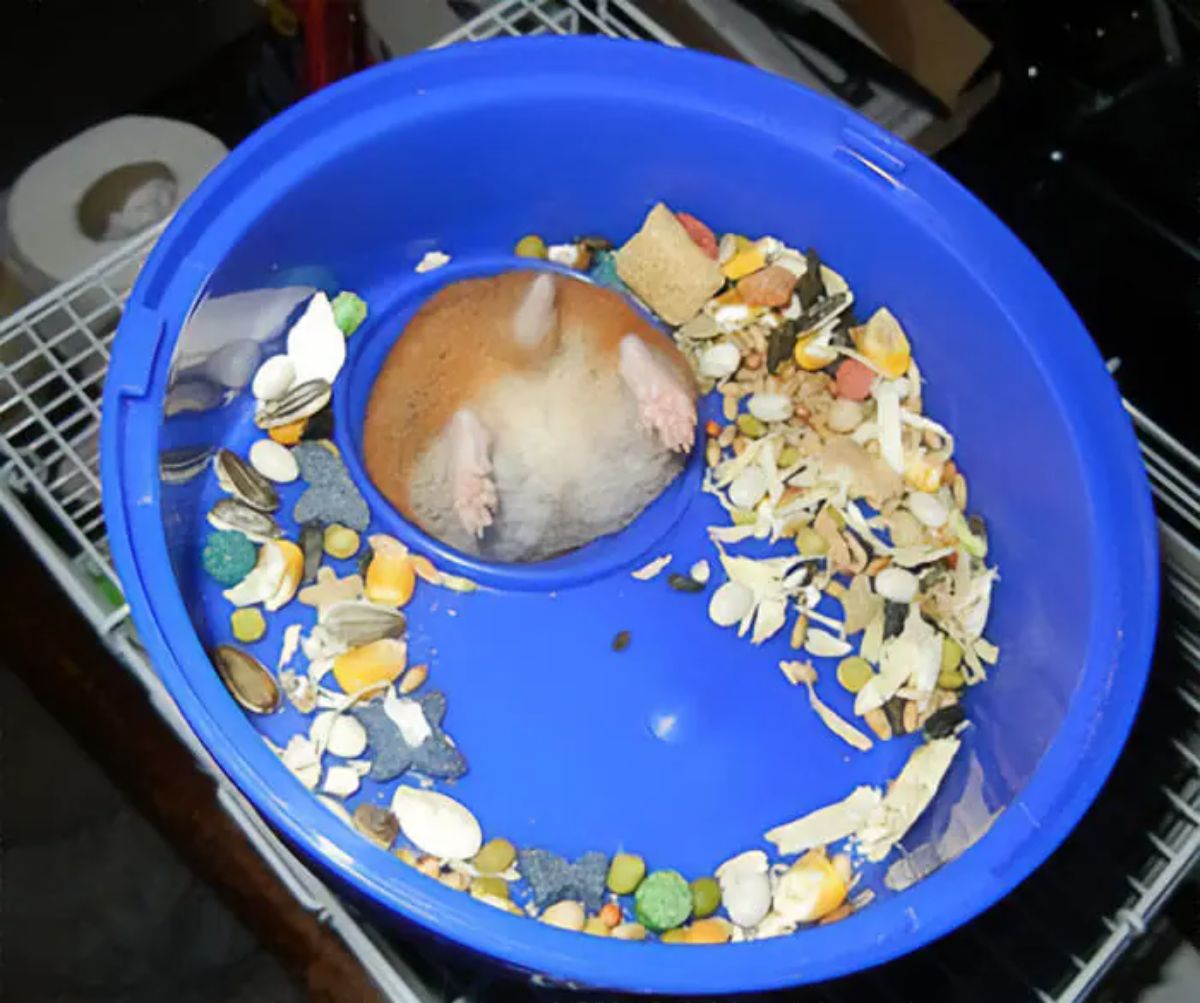 brown and white hamster with its butt and back legs over the top of a blue bowl