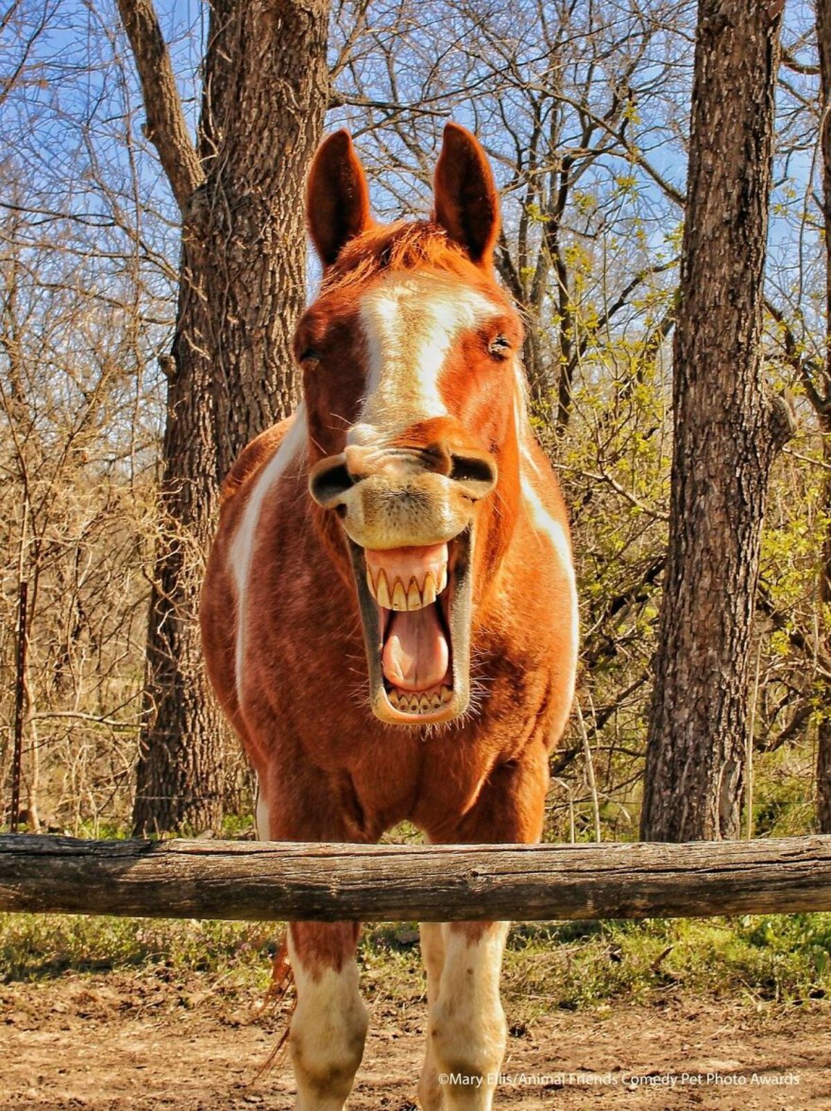 brown and white horse with the mouth open wide to show both rows of teeth