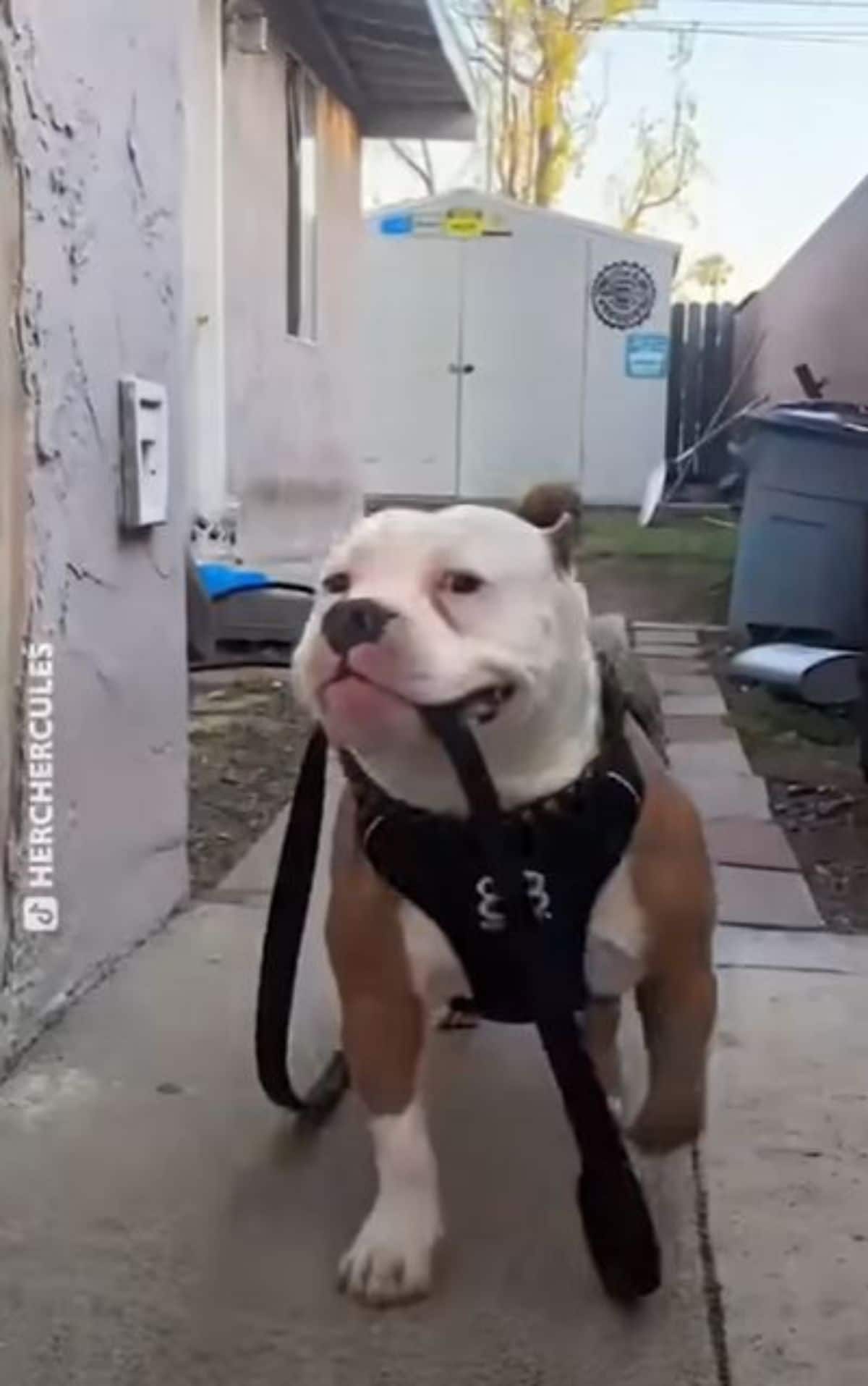 brown and white pitbull holding its leash in the mouth