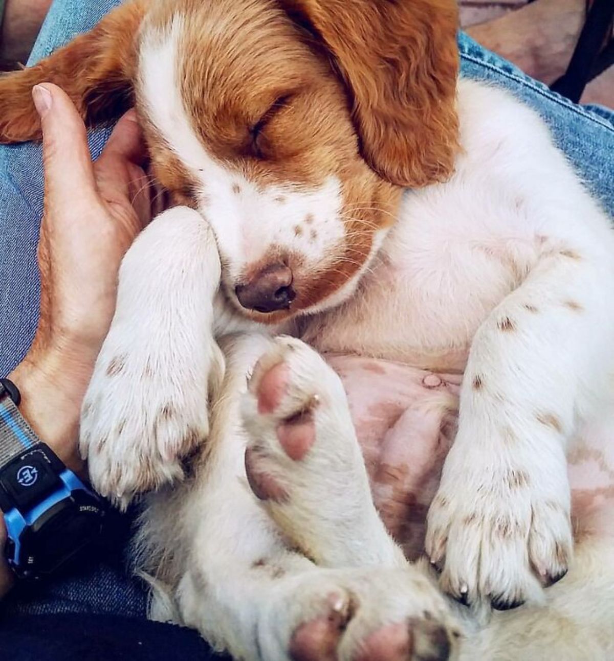 brown and white puppy being held by someone