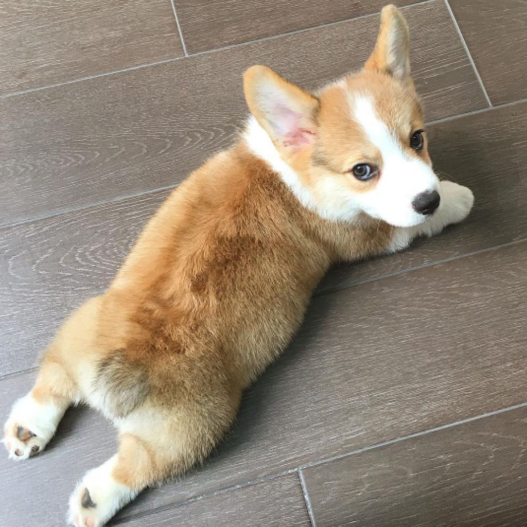 60 Times Corgis Were Being Quirky and Adorable - Dog Dispatch