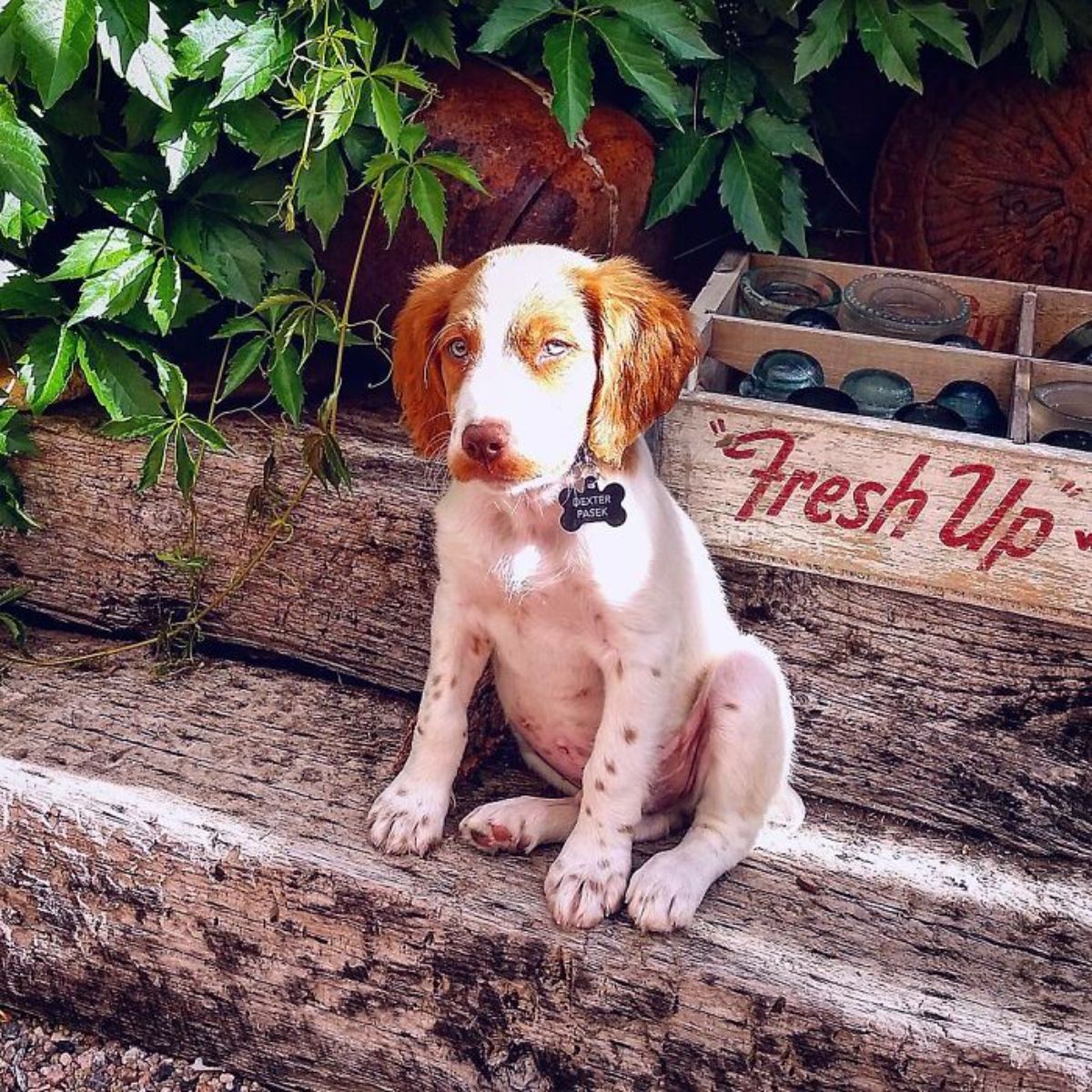 brown and white puppy sitting