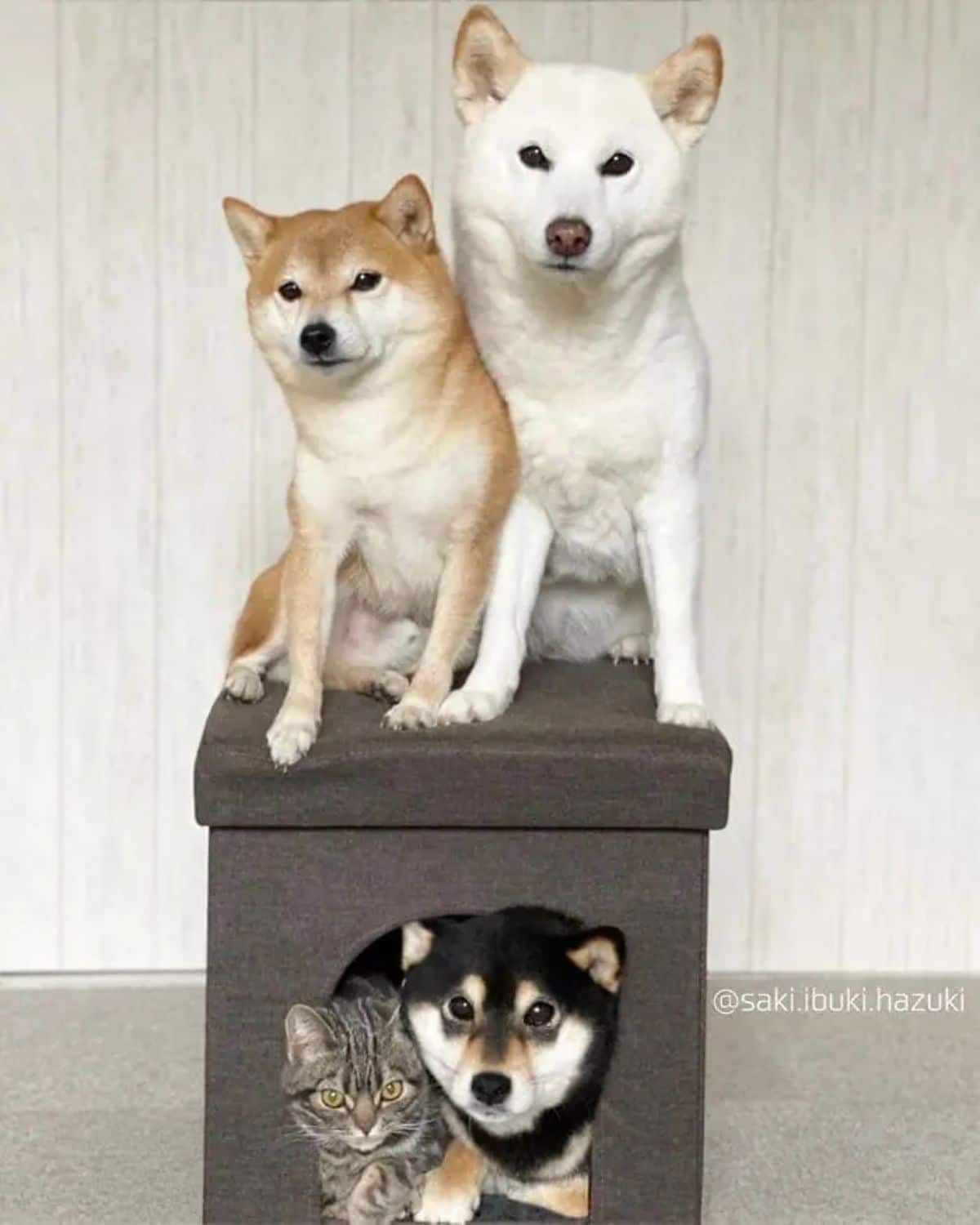 brown and white shiba inus sitting on a brown stool with grey tabby and black shiba inu sitting under it