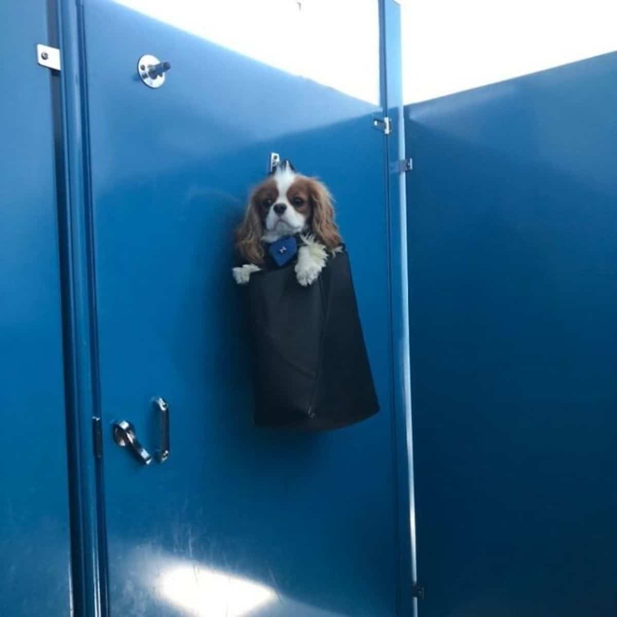 brown and white spaniel in a black bag hanging from the hook of a blue door