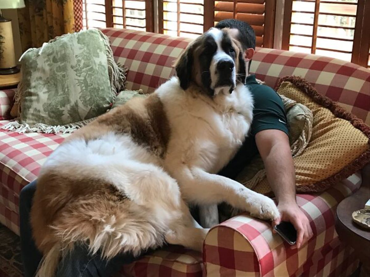 brown and white st bernard laying on a man sitting on a couch