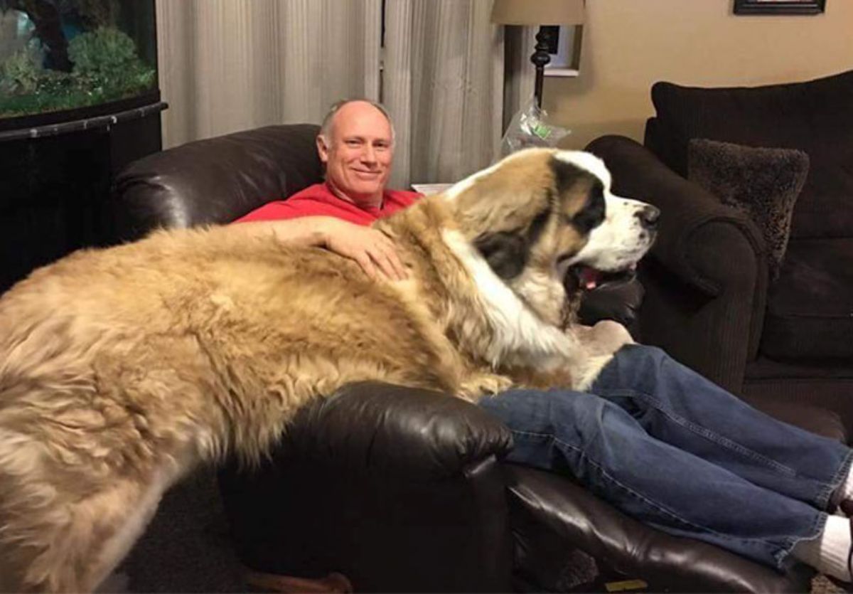 brown and white st bernard laying on a man sitting on a recliner