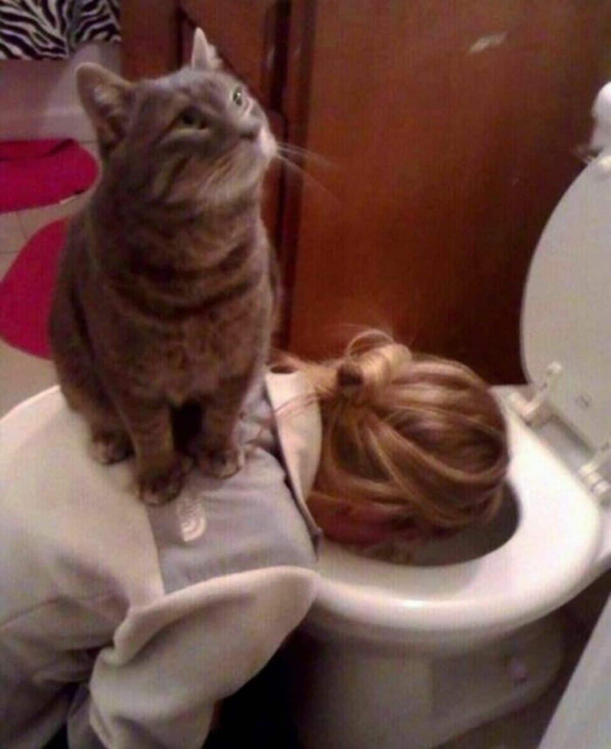 brown and white tabby cat sitting on the back of a person who has their head inside a toilet