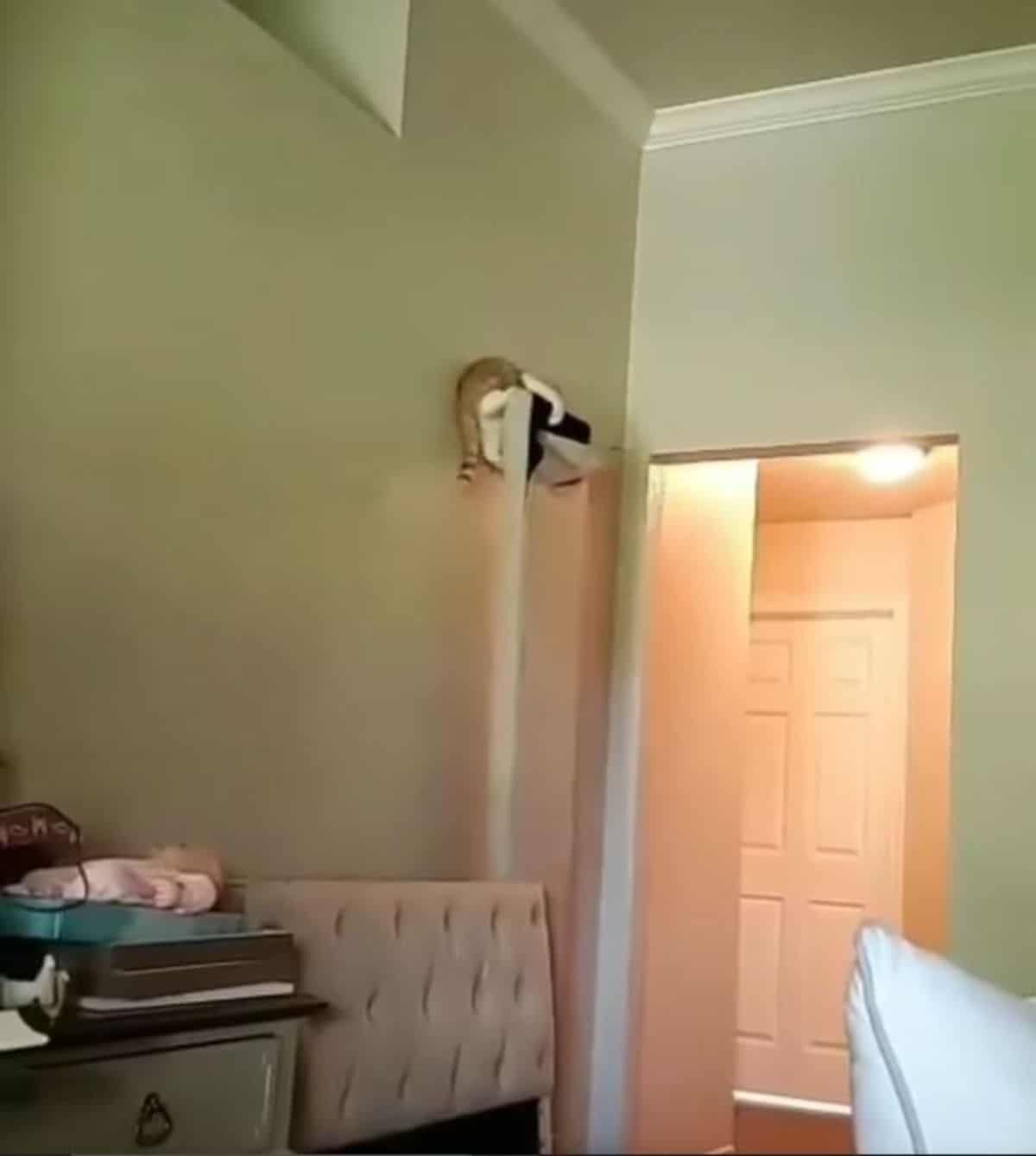 brown and white tabby cat standing at the top of an unattached door and falling over when it moves away from the wall