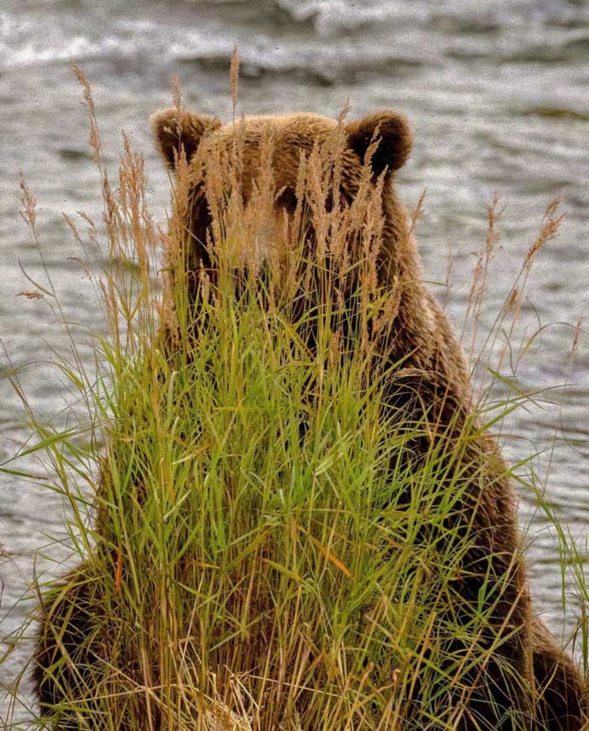 brown bear hiding behind some weeds near a body of water