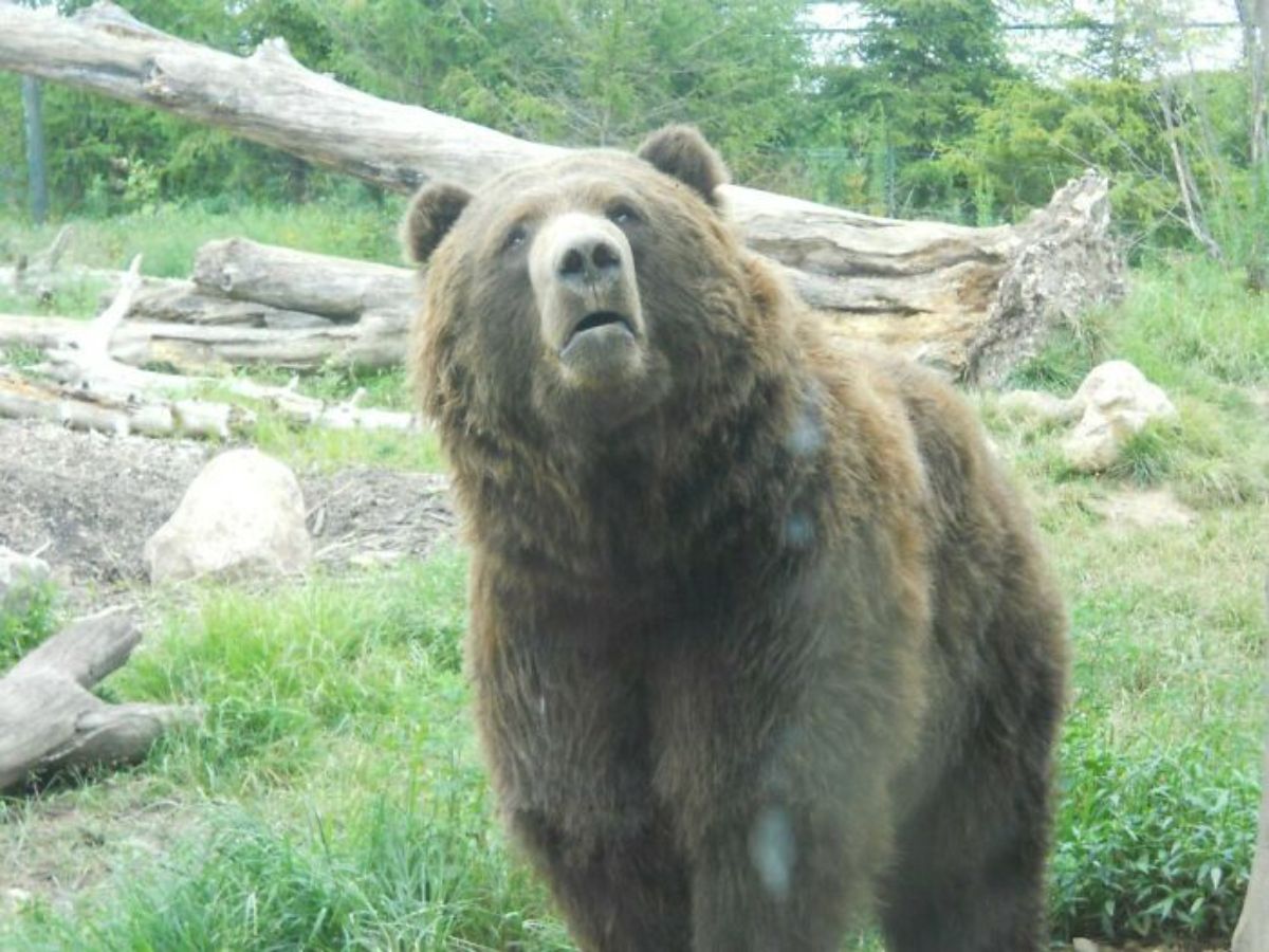 brown bear in an enclosure looking up