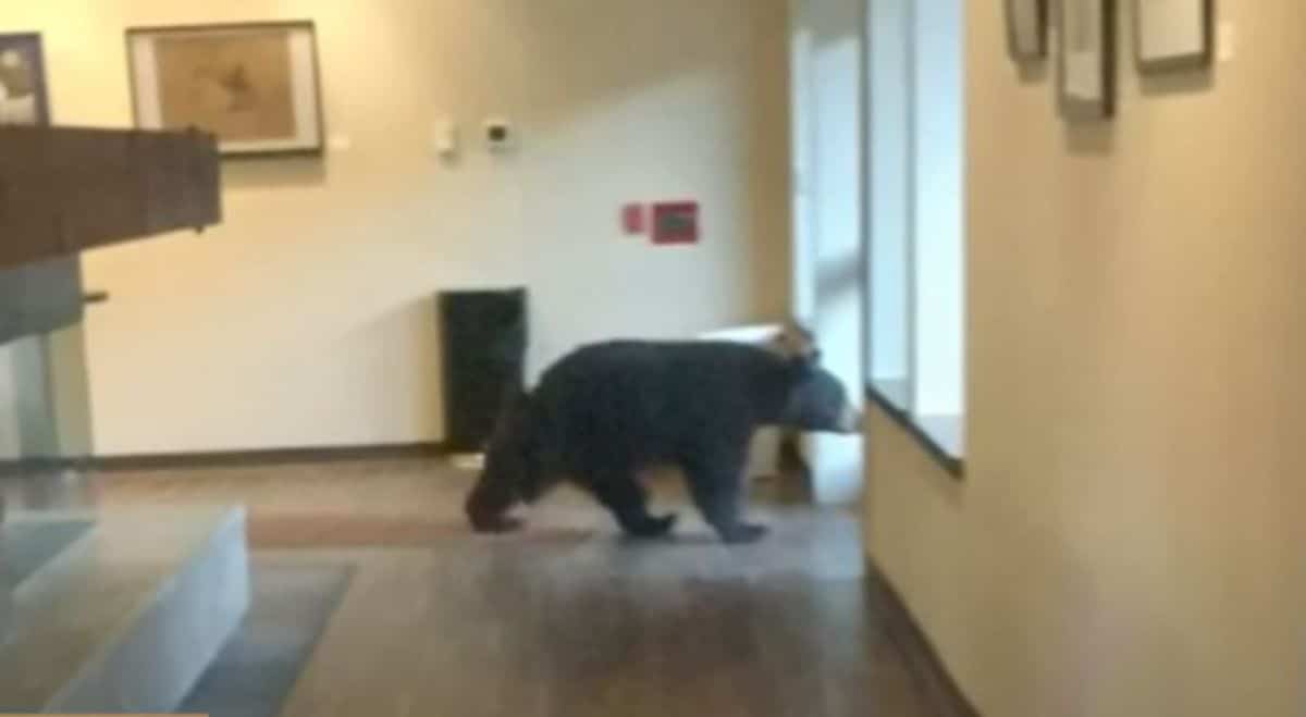brown bear inside a town hall