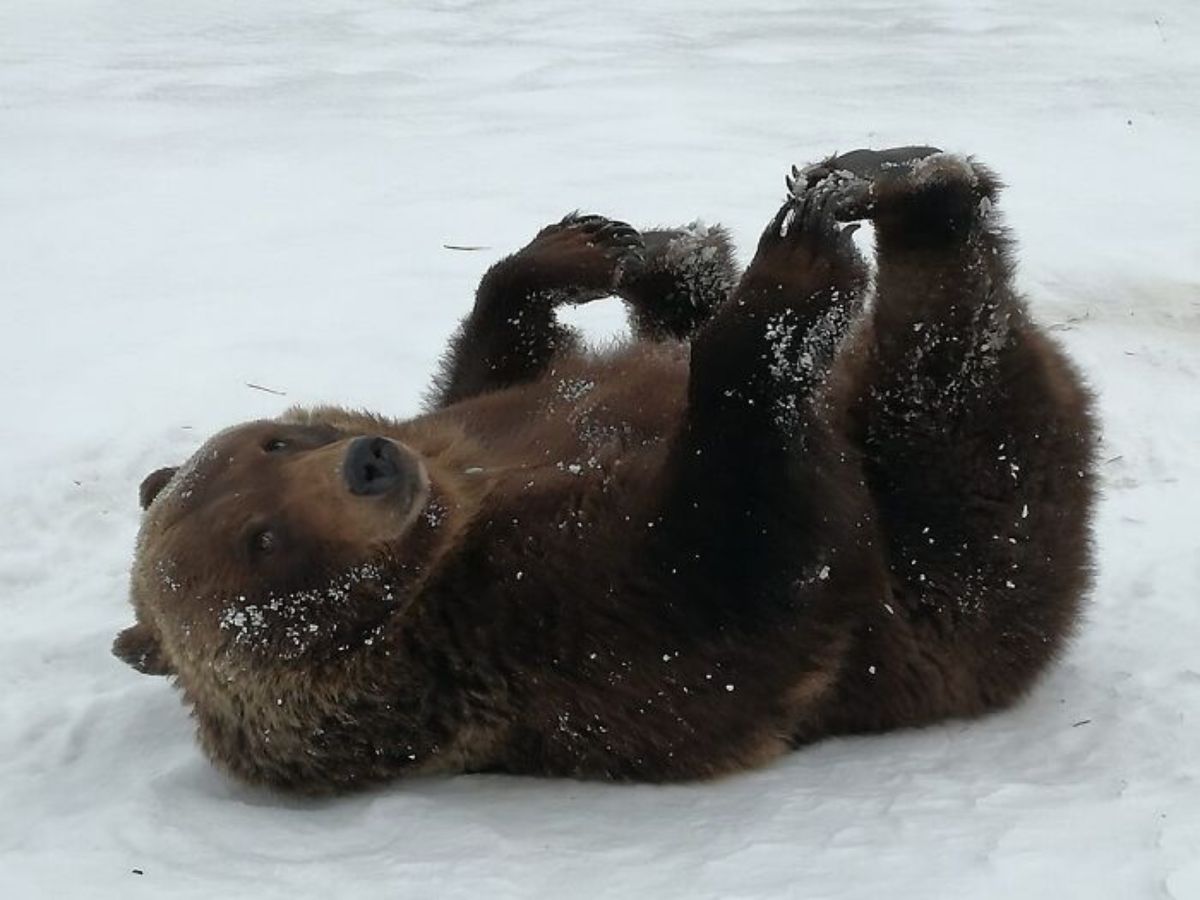 brown bear laying on snow holding the paws of the hind legs with the front paws