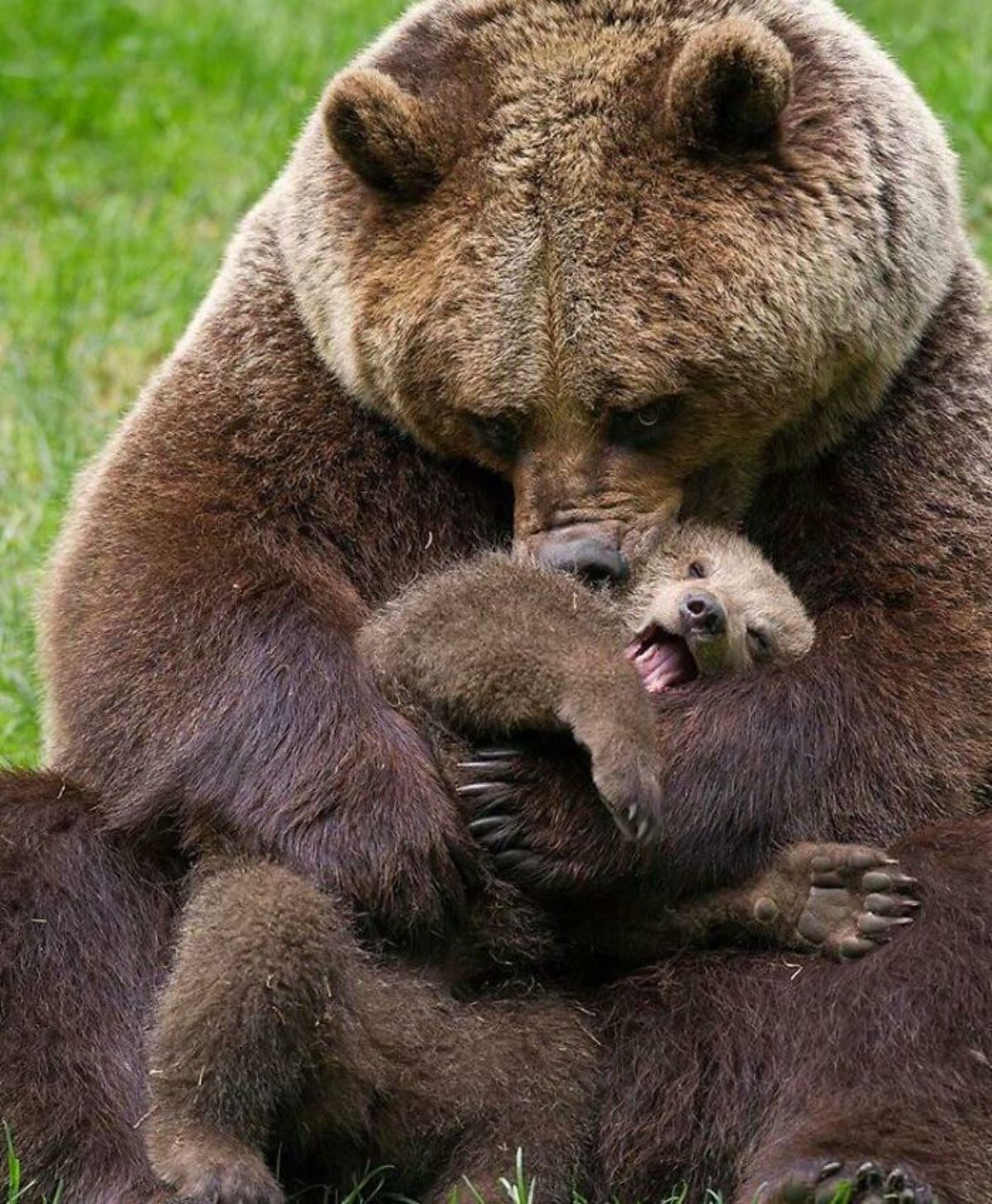 brown bear mother holding her cub