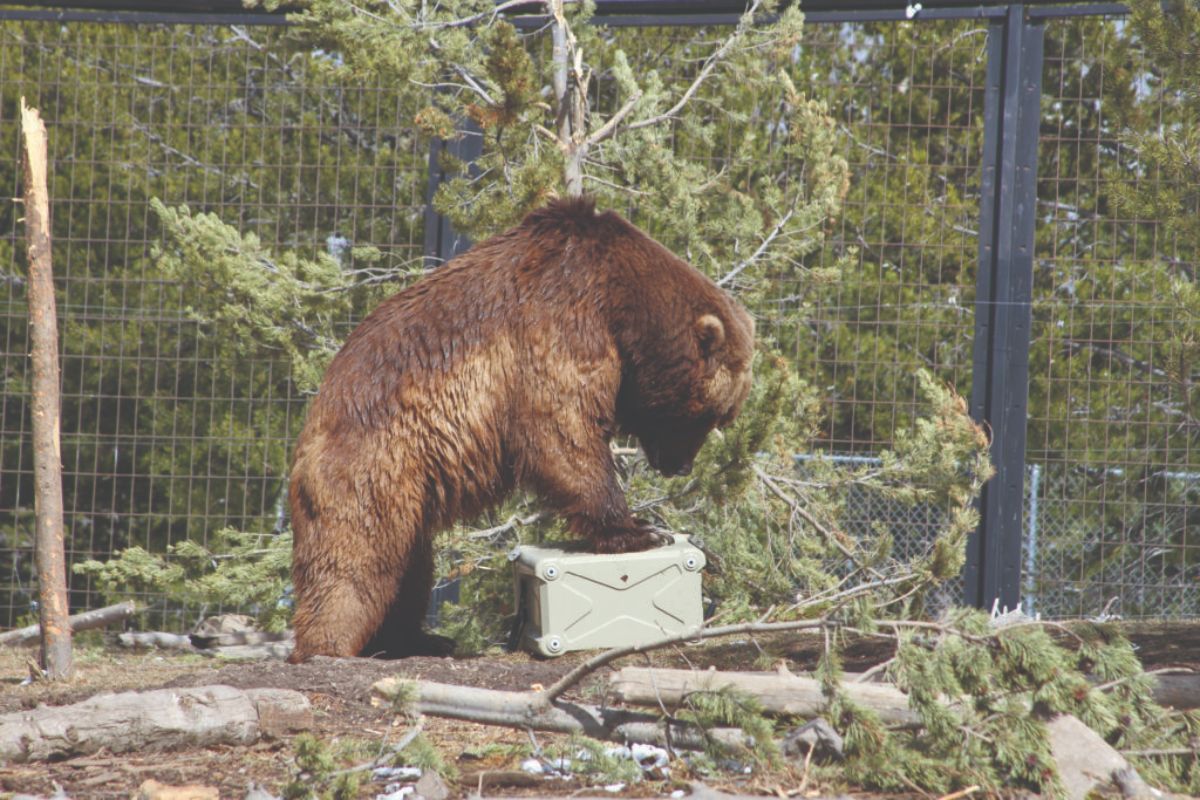 brown bear pushing down on a cooler