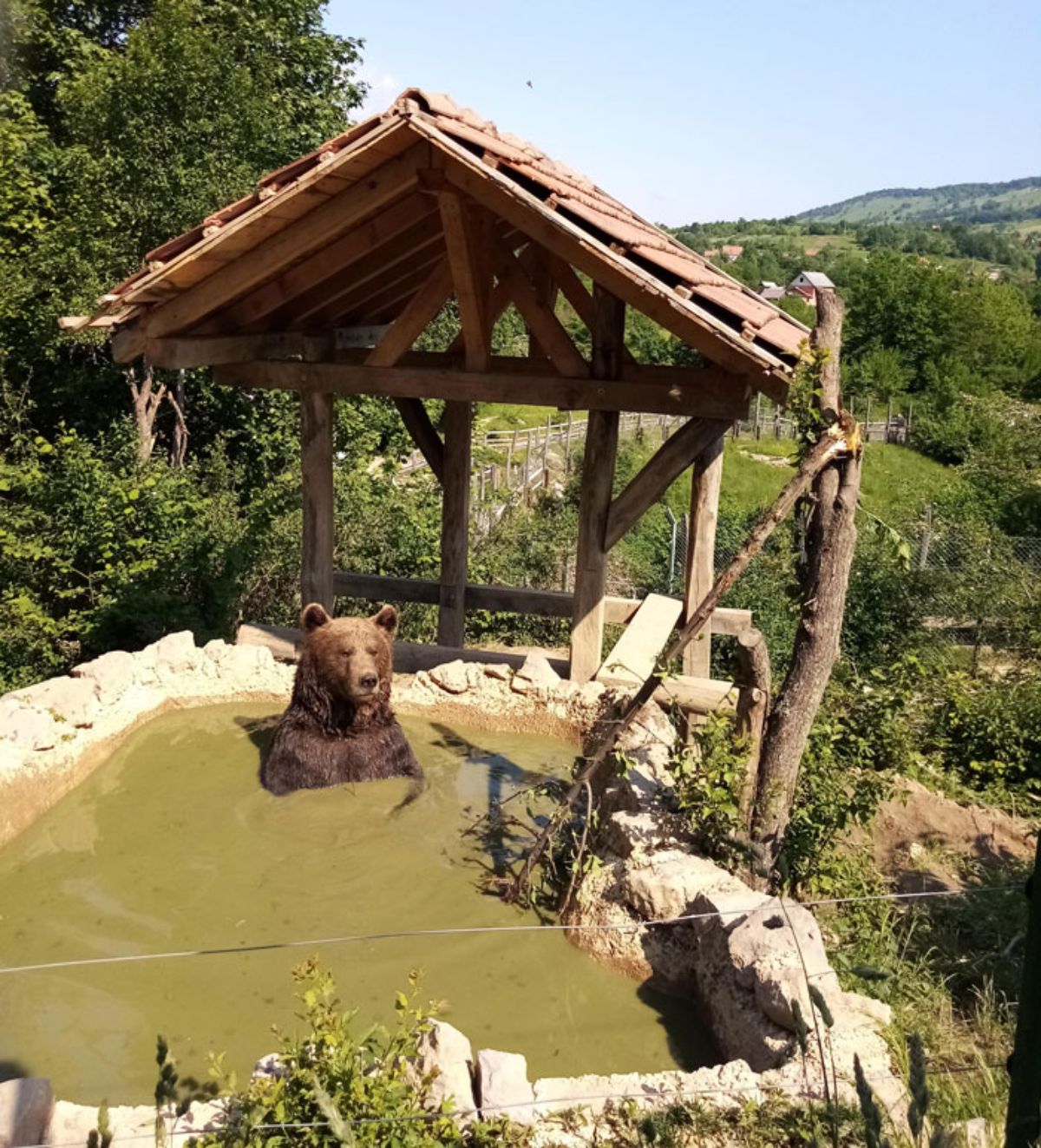 brown bear sitting in a small pond