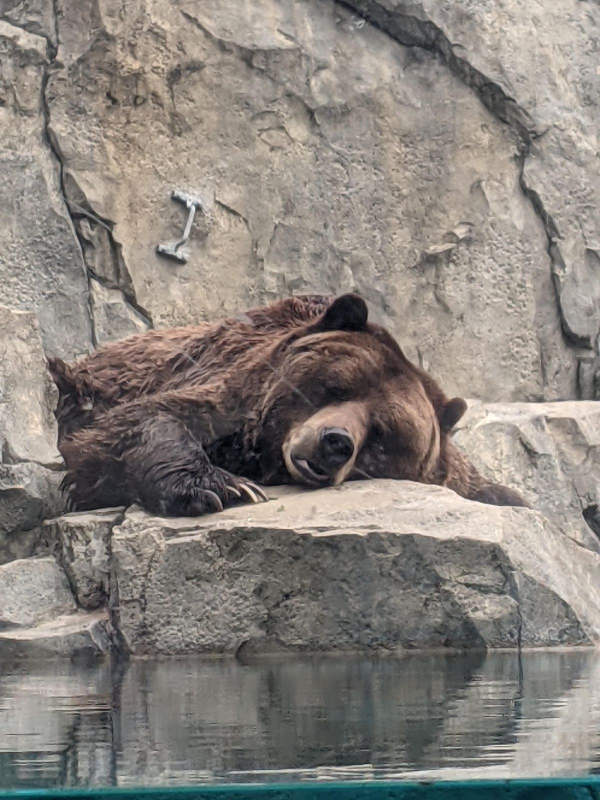 brown bear sleeping on rocks